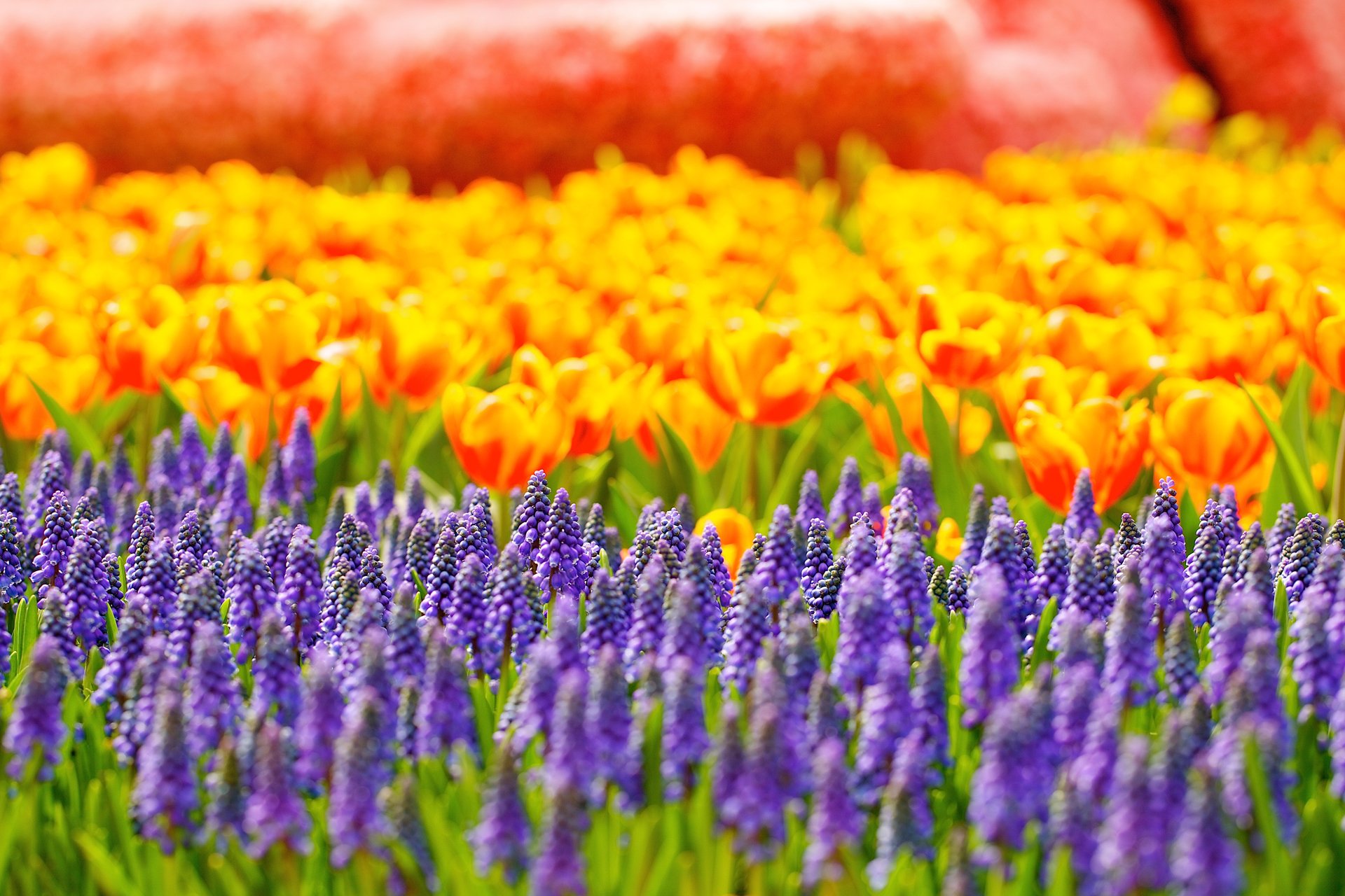 flores muscari tulipanes reflejos