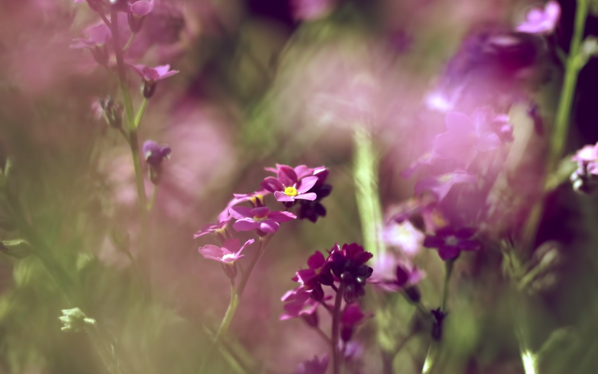 vergissmeinnicht licht bokeh makro