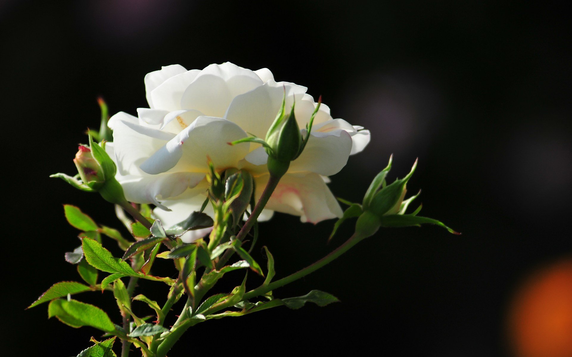 mattina rosa foto fiore