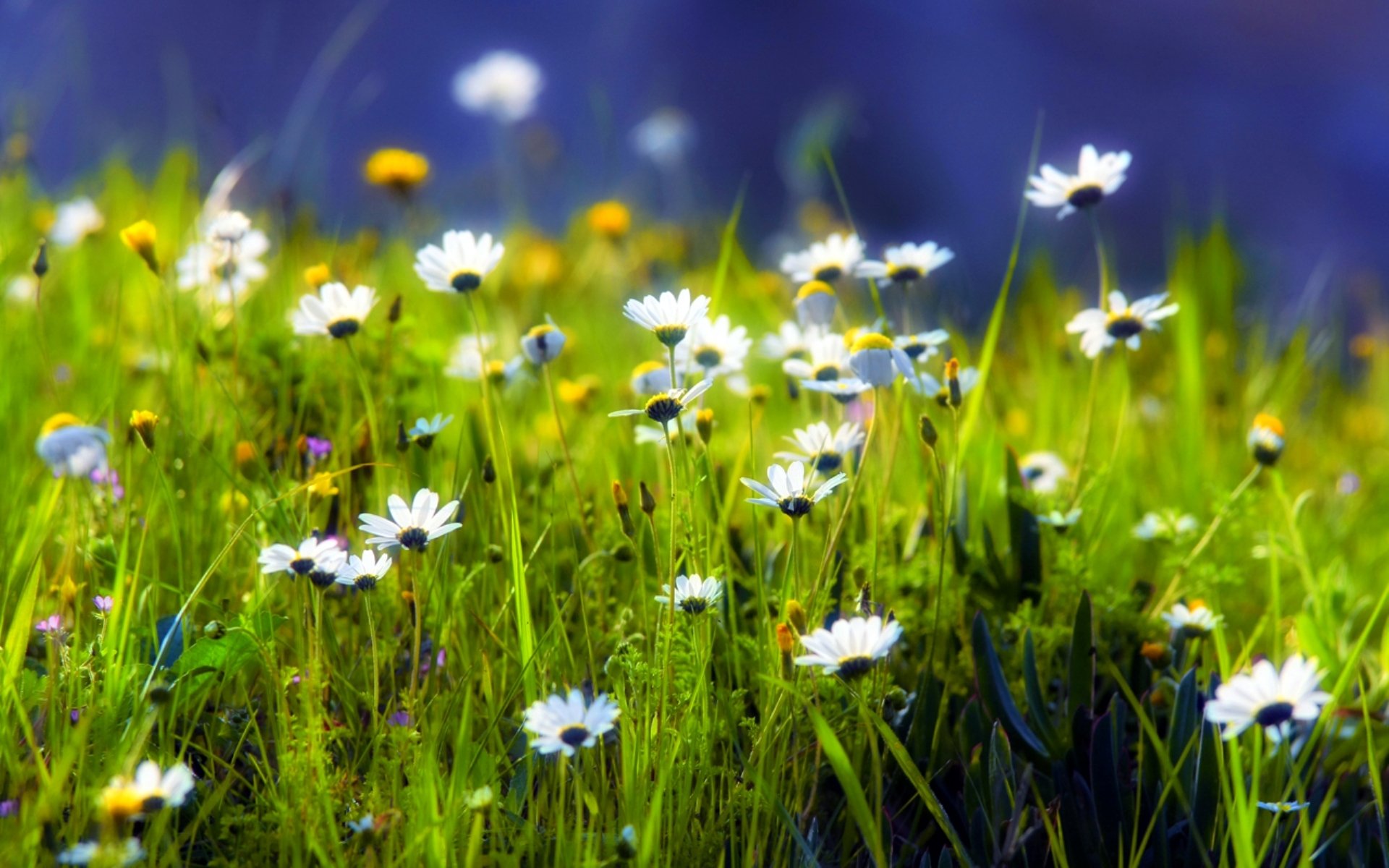 grass chamomile greenery green plants clearing