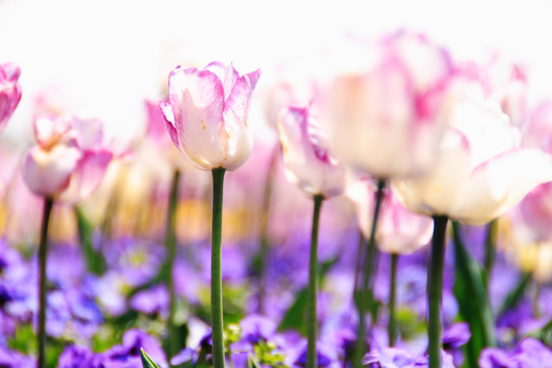 tulpen blumen stiele knospen rosa weiß lila lila pflanzen natur lichtung licht frühling unschärfe zärtlichkeit