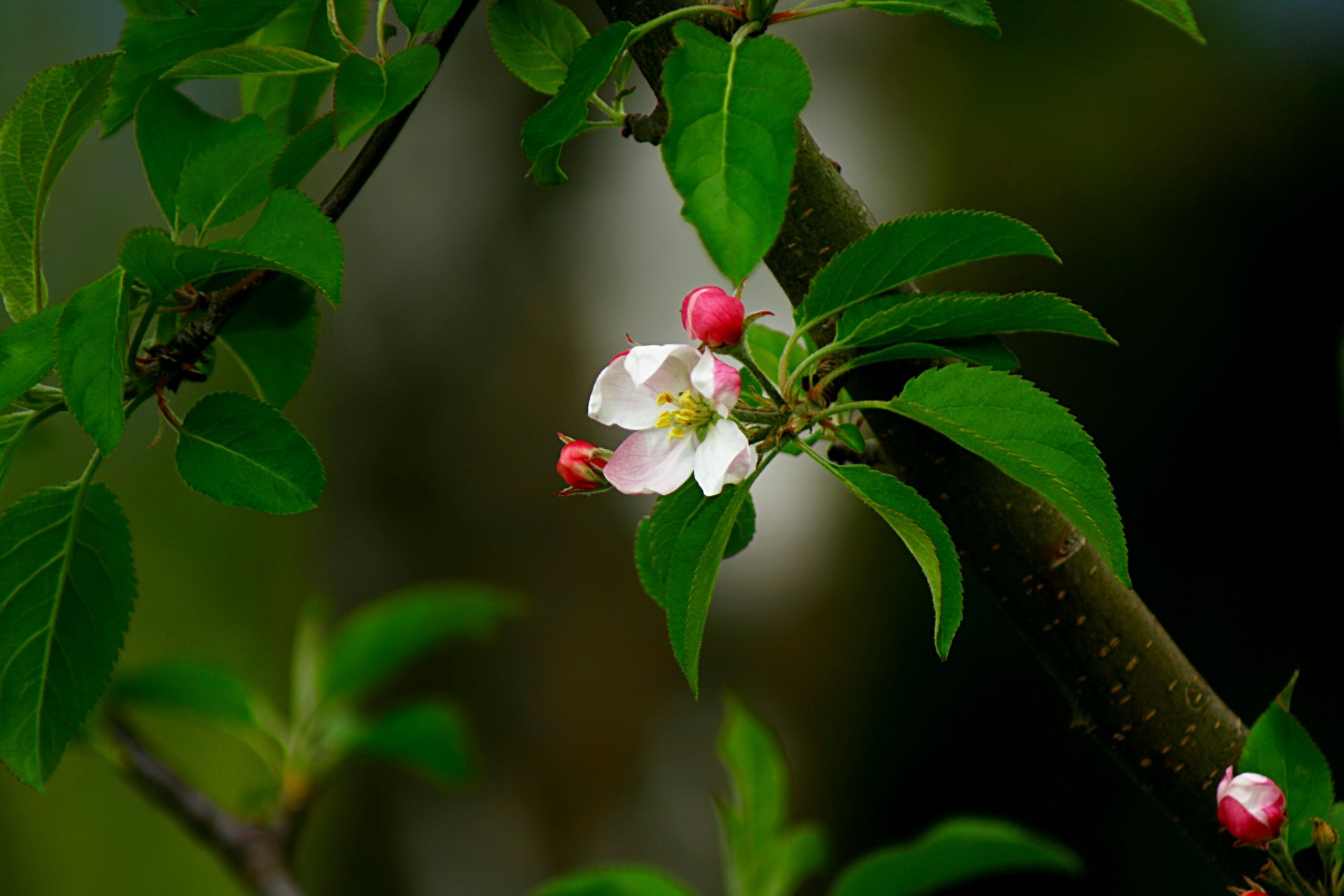 branche bourgeon fleur rose feuilles printemps pommier