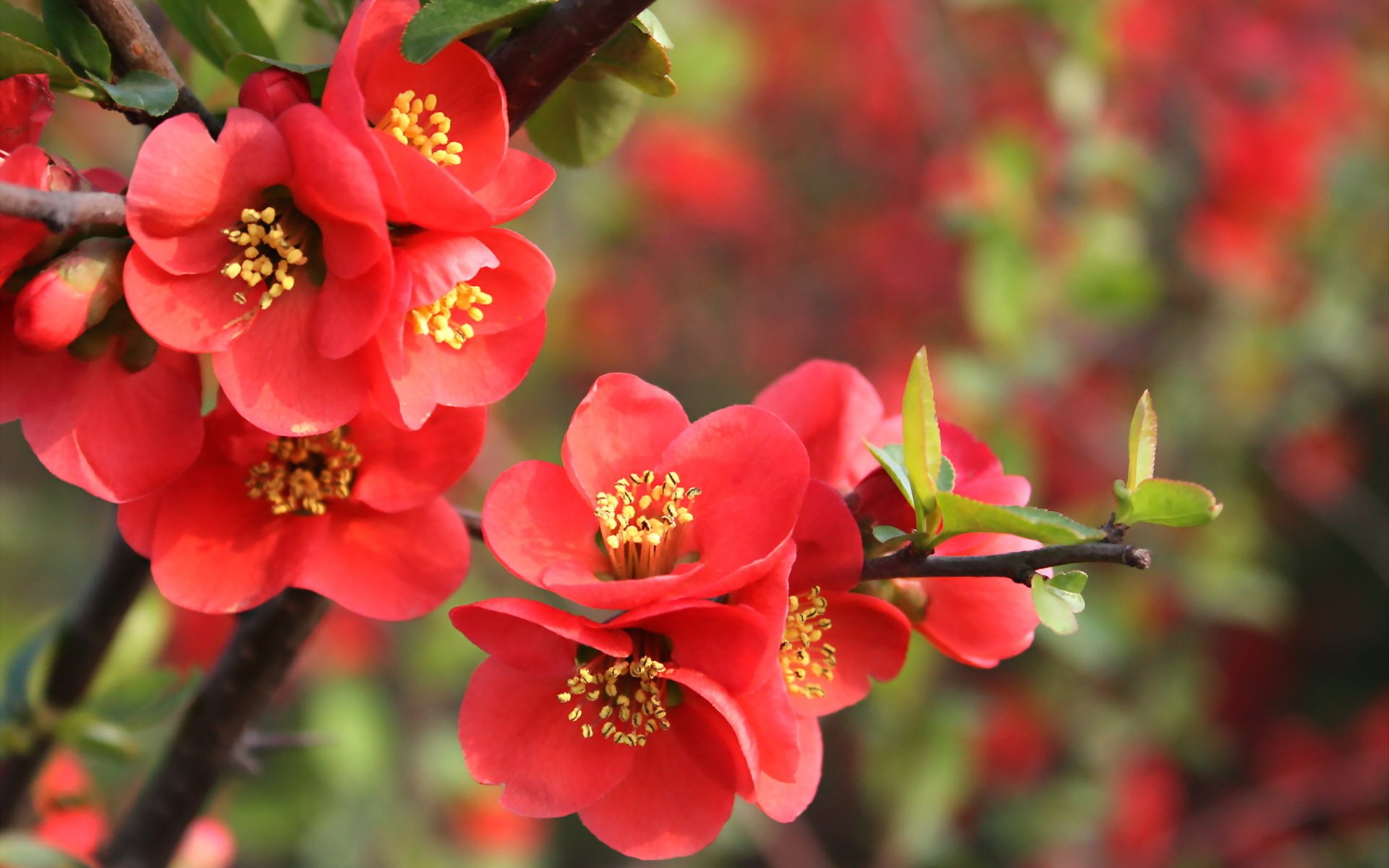 natur zweig granatapfel blumen rot blätter frühling blüte