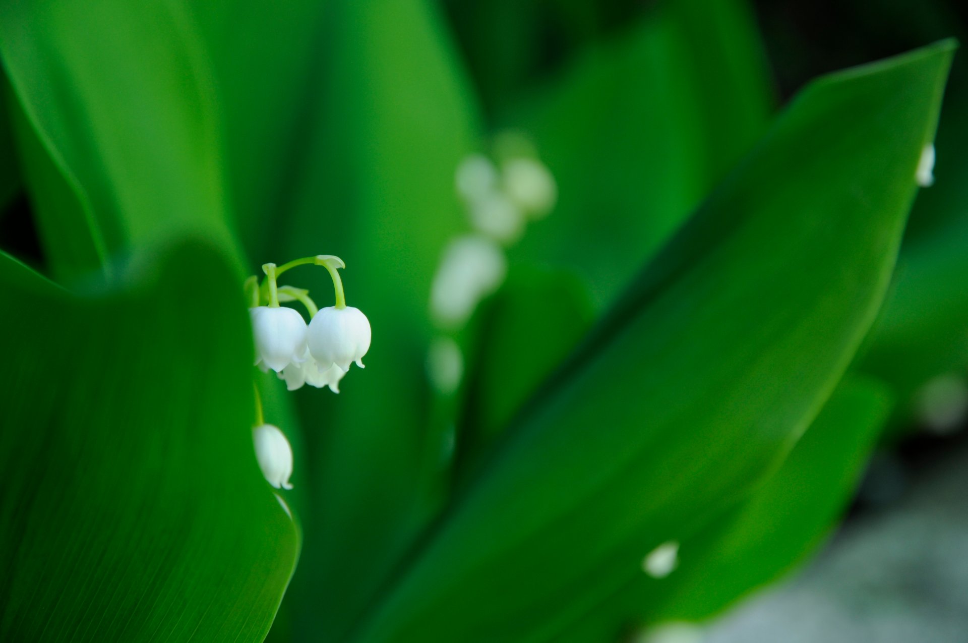 muguet fleur blanc vert feuilles printemps gros plan