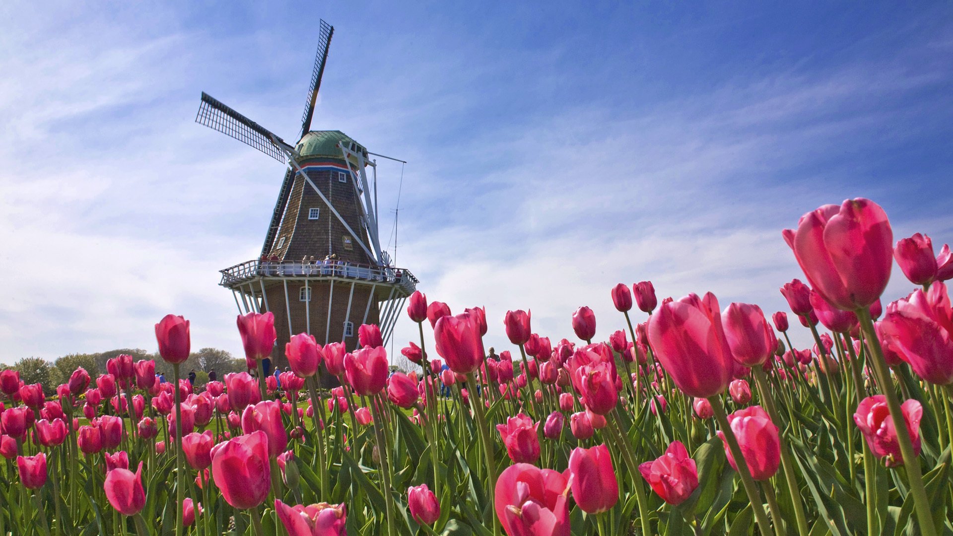 the netherlands netherlands the field tulips mill