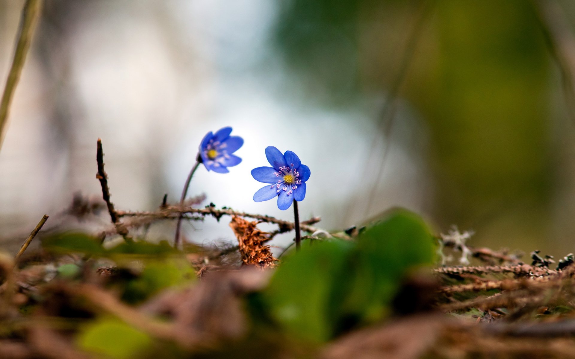 Мелкие цветы в лесу