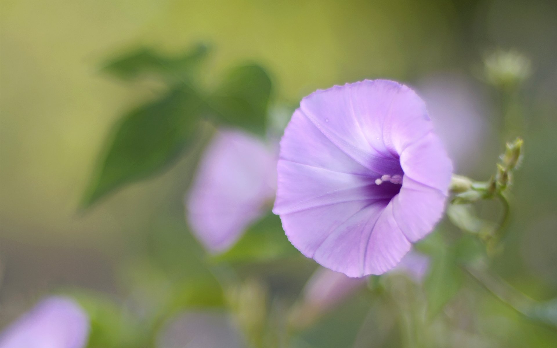 powój liliowy makro ostrość rozmycie