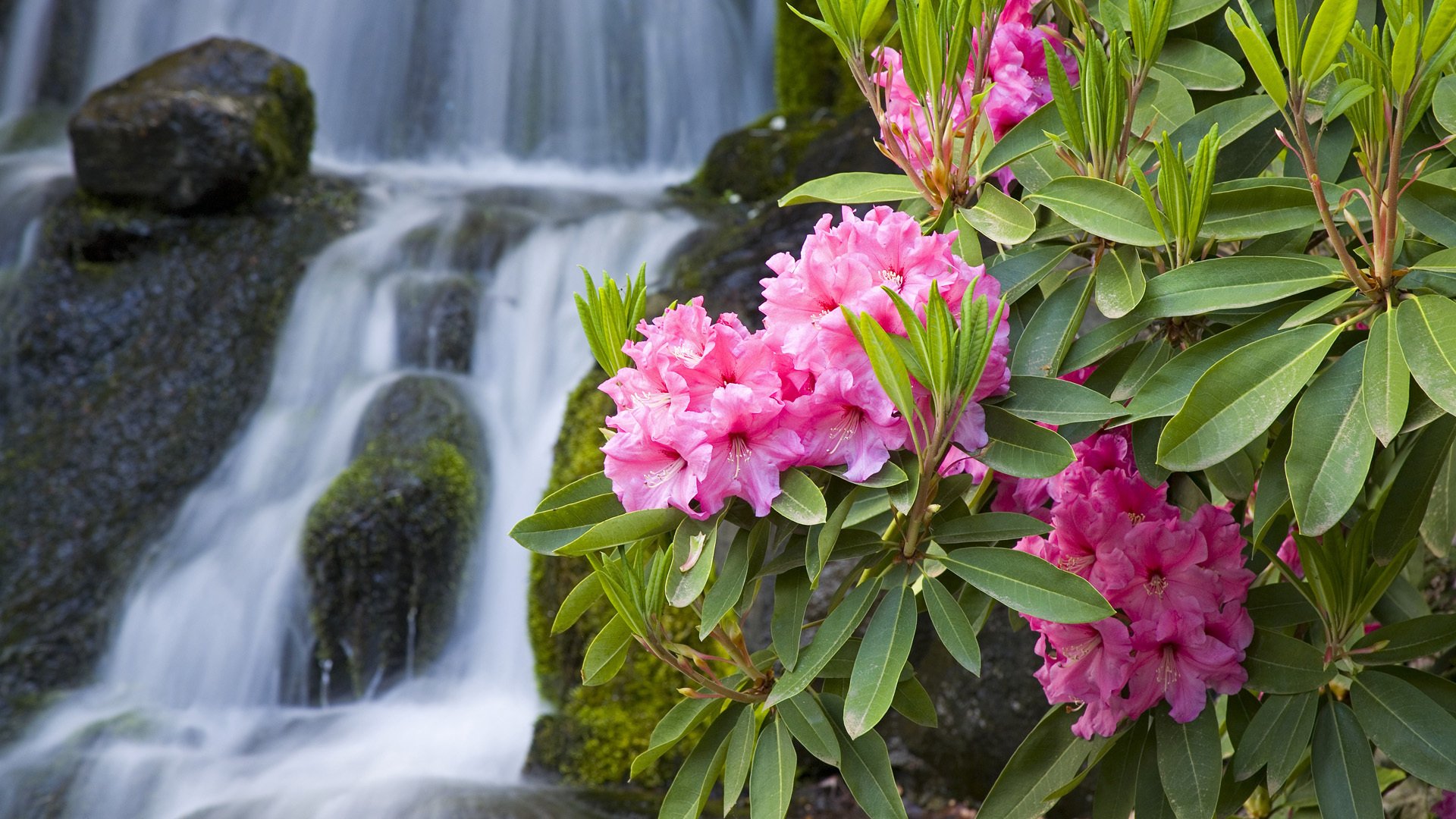 oleander natur makro blumen rosa zweig wasserfall steine