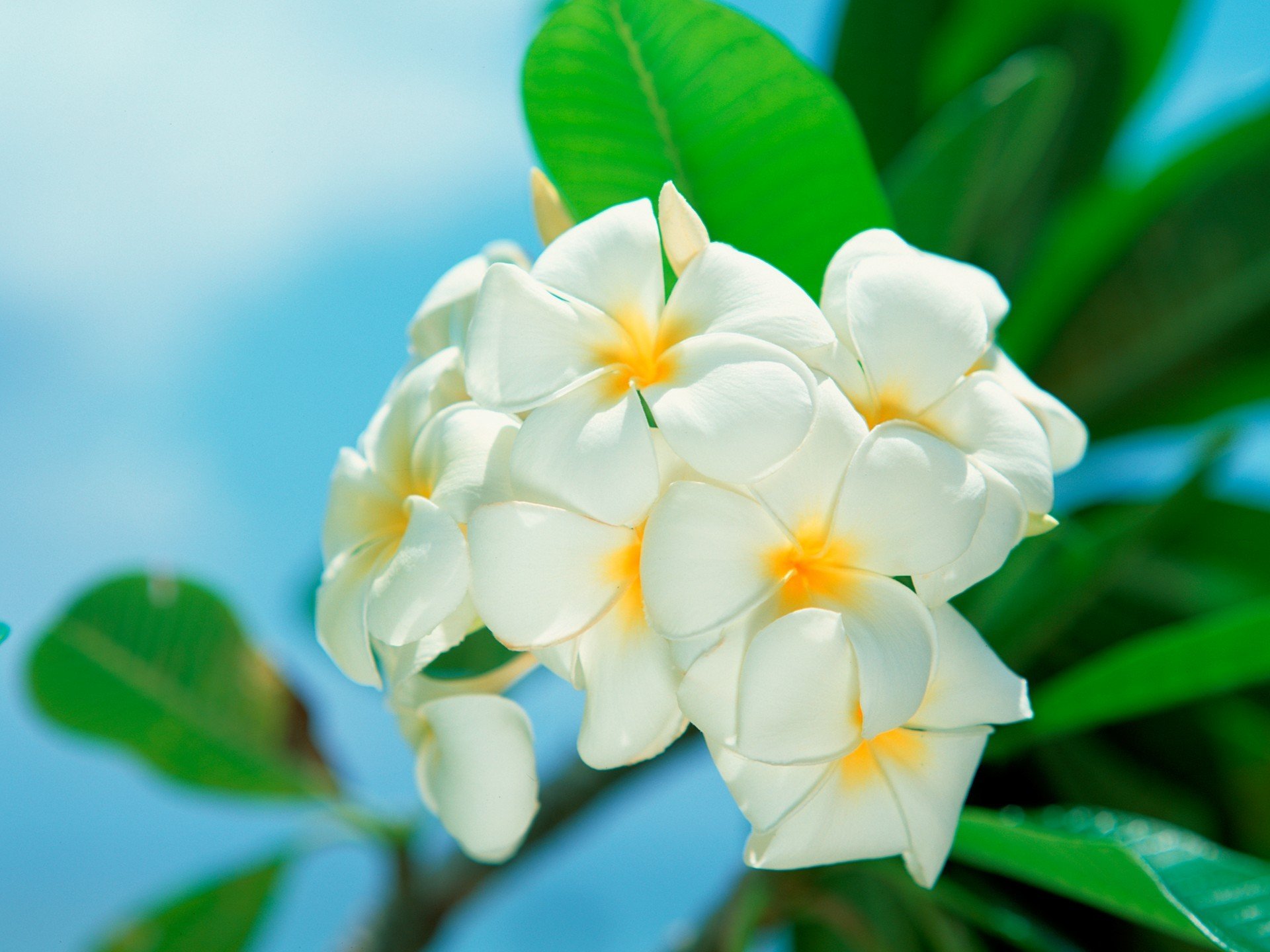 flower white leaves close up