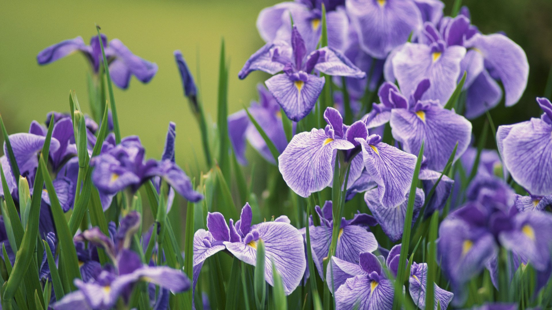 iris bourgeons pétales lilas