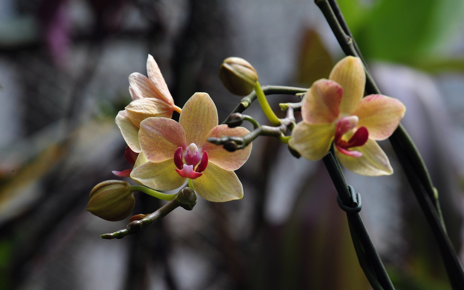 flor foto orquídea