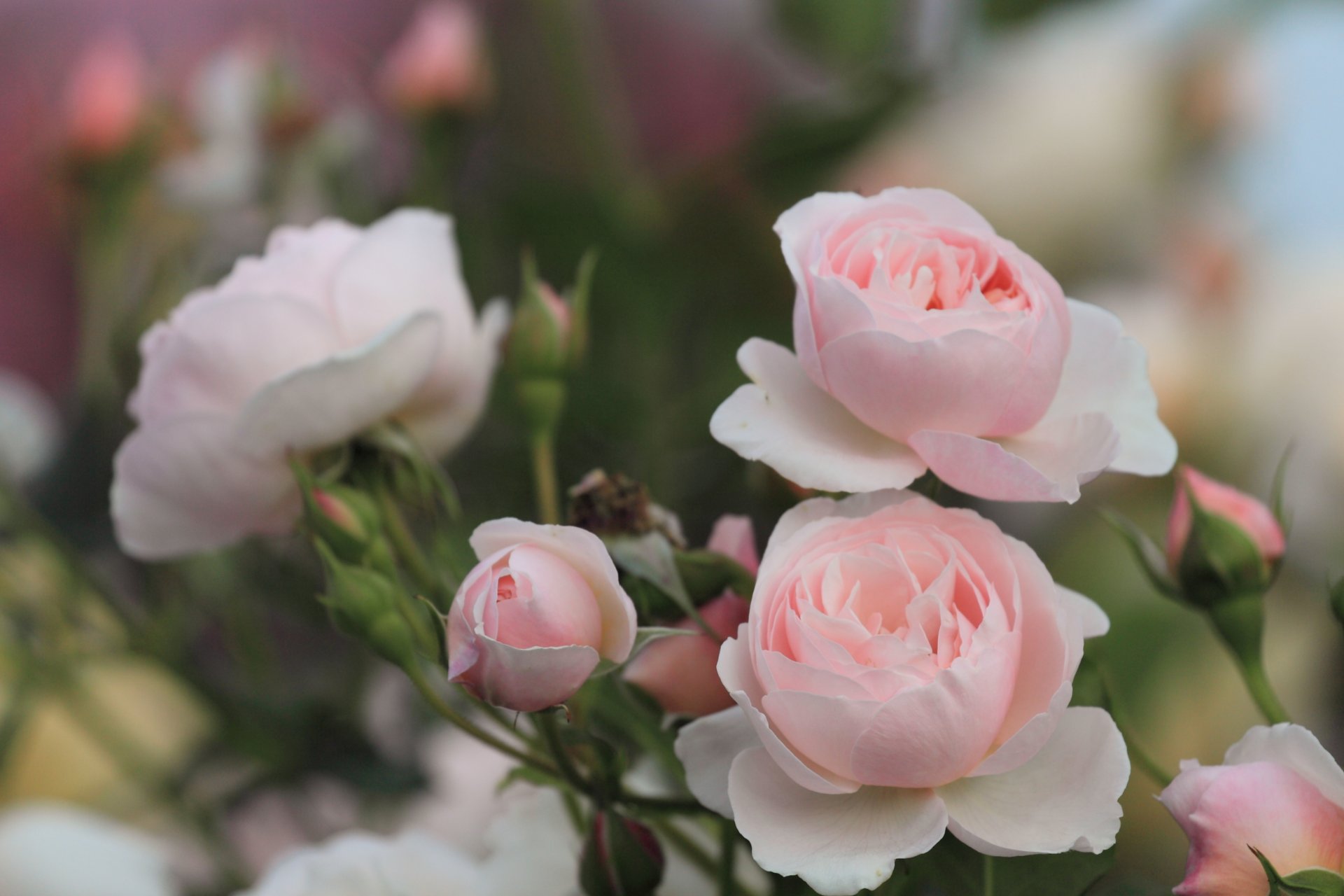 roses pink flower buds petals bush leaves green nature blur