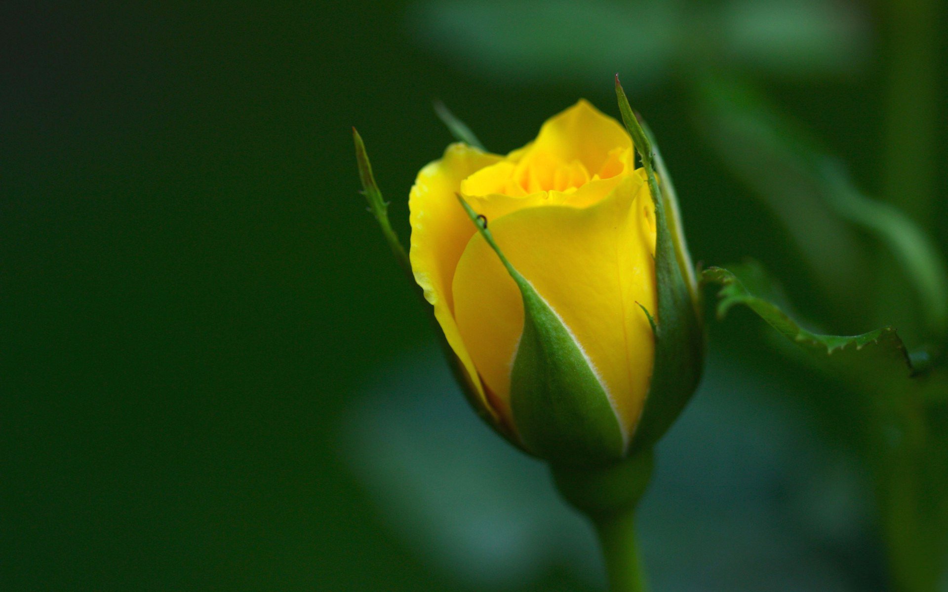 rosa petali germoglio macro sfondo