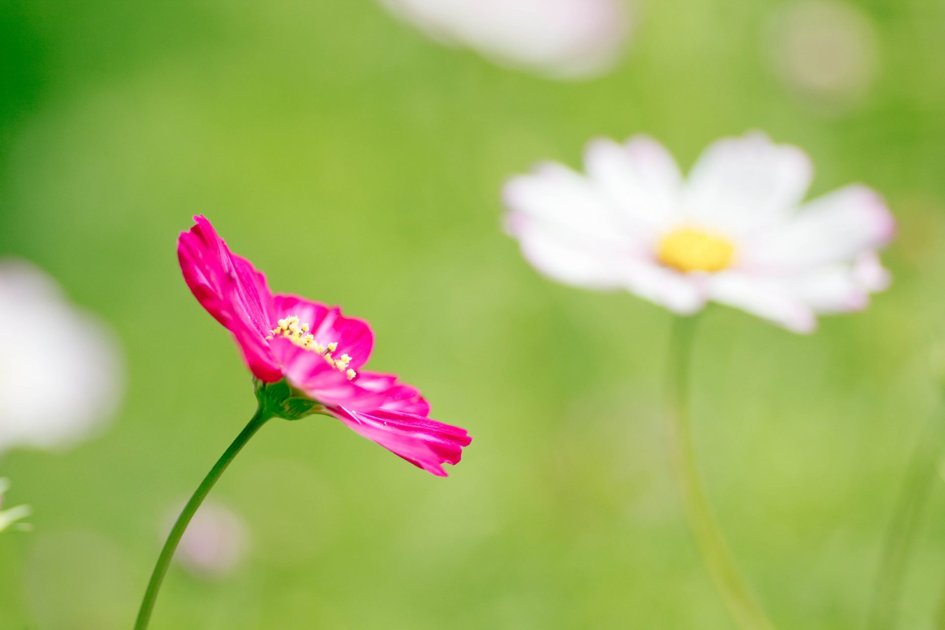 kwiat różowy cosmea płatki polana zieleń rozmycie makro wiosna