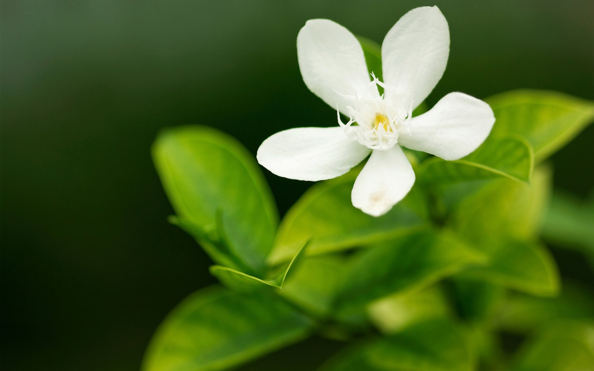 fleurs verdure vert blanc macro pétale pétales mise au point nature fleur fleurs fleur fond d écran fond d écran de bureau meilleur fond d écran économiseurs d écran fonds d écran widescreen fonds d écran widescreen