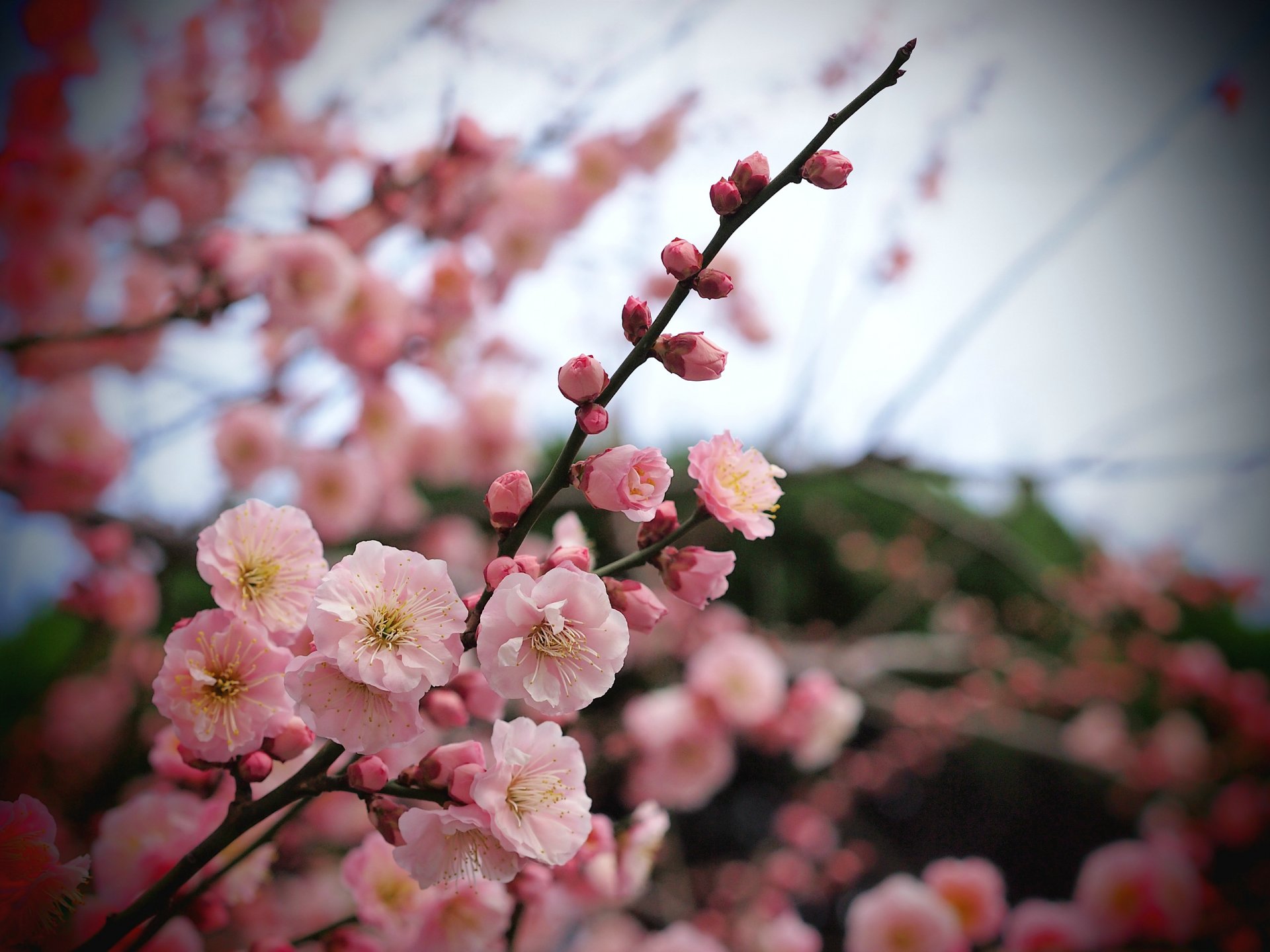 baum aprikose zweig rosa blumen blütenblätter knospen makro unschärfe