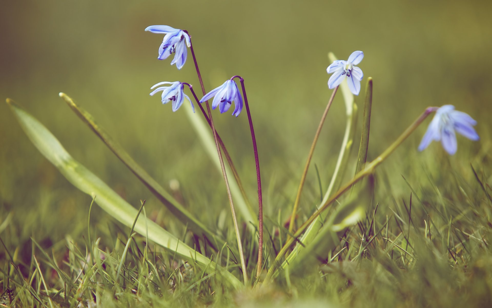 prolex perce-neige primevère herbe nature printemps gros plan