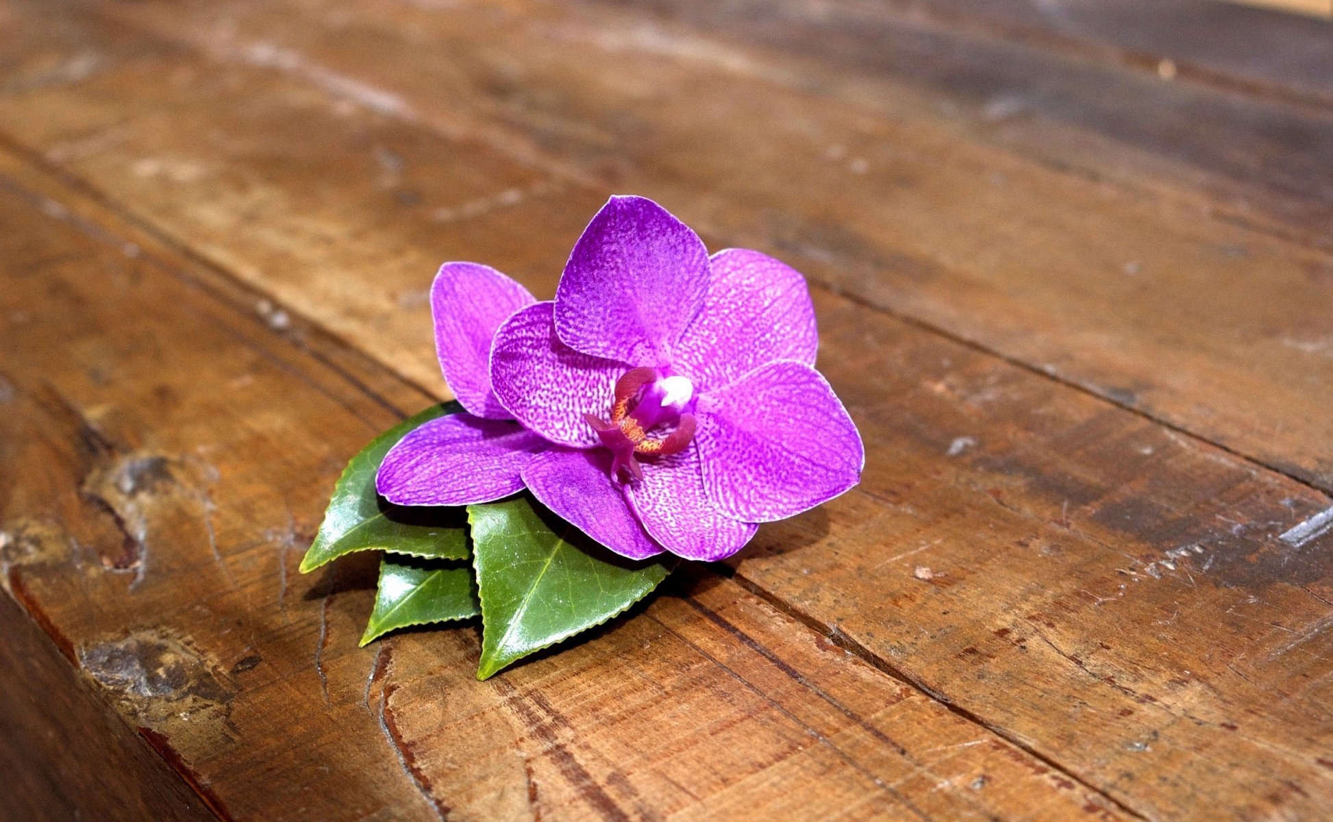 fiore orchidea rosa tavole