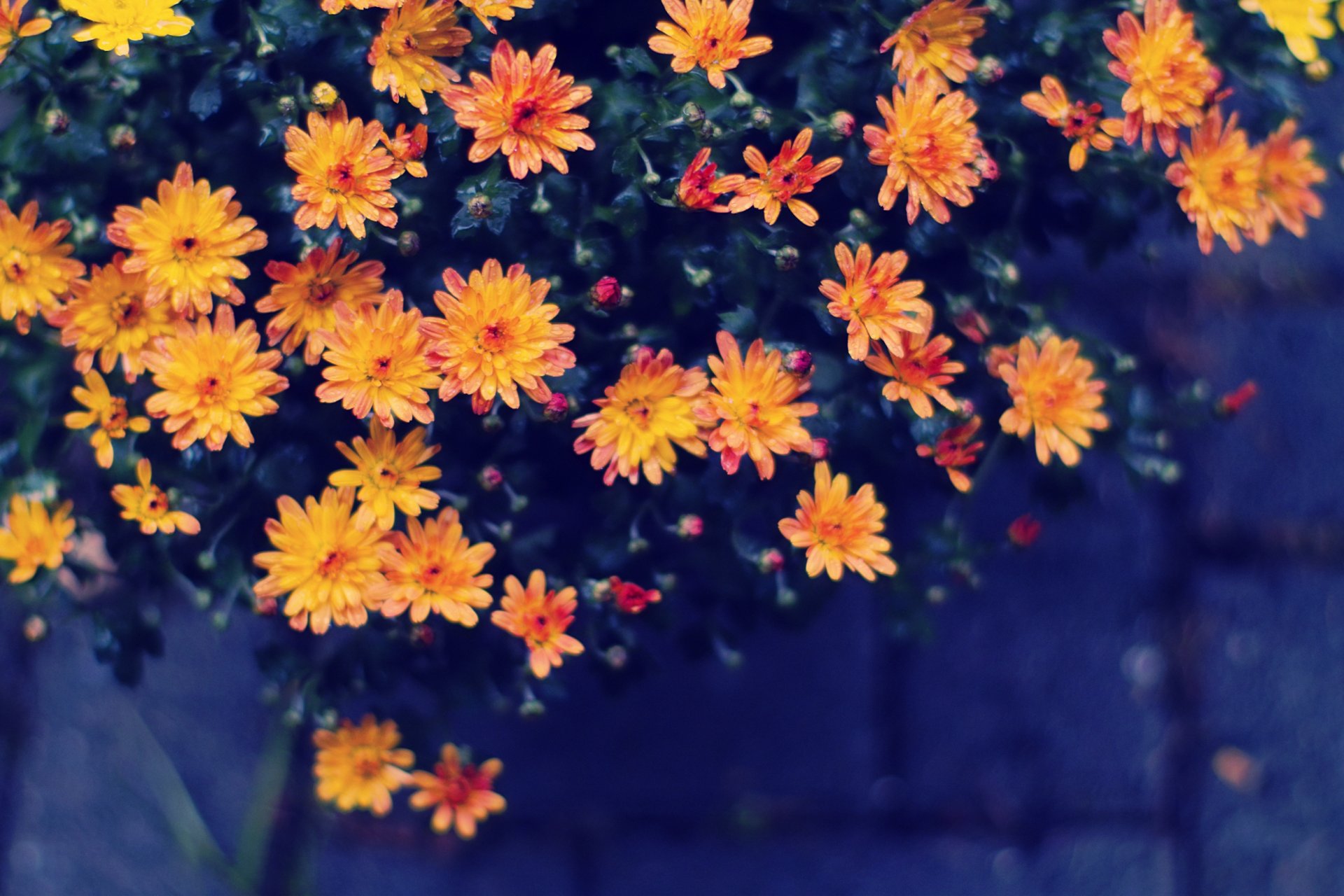 blumen gelb orange wassertropfen bokeh