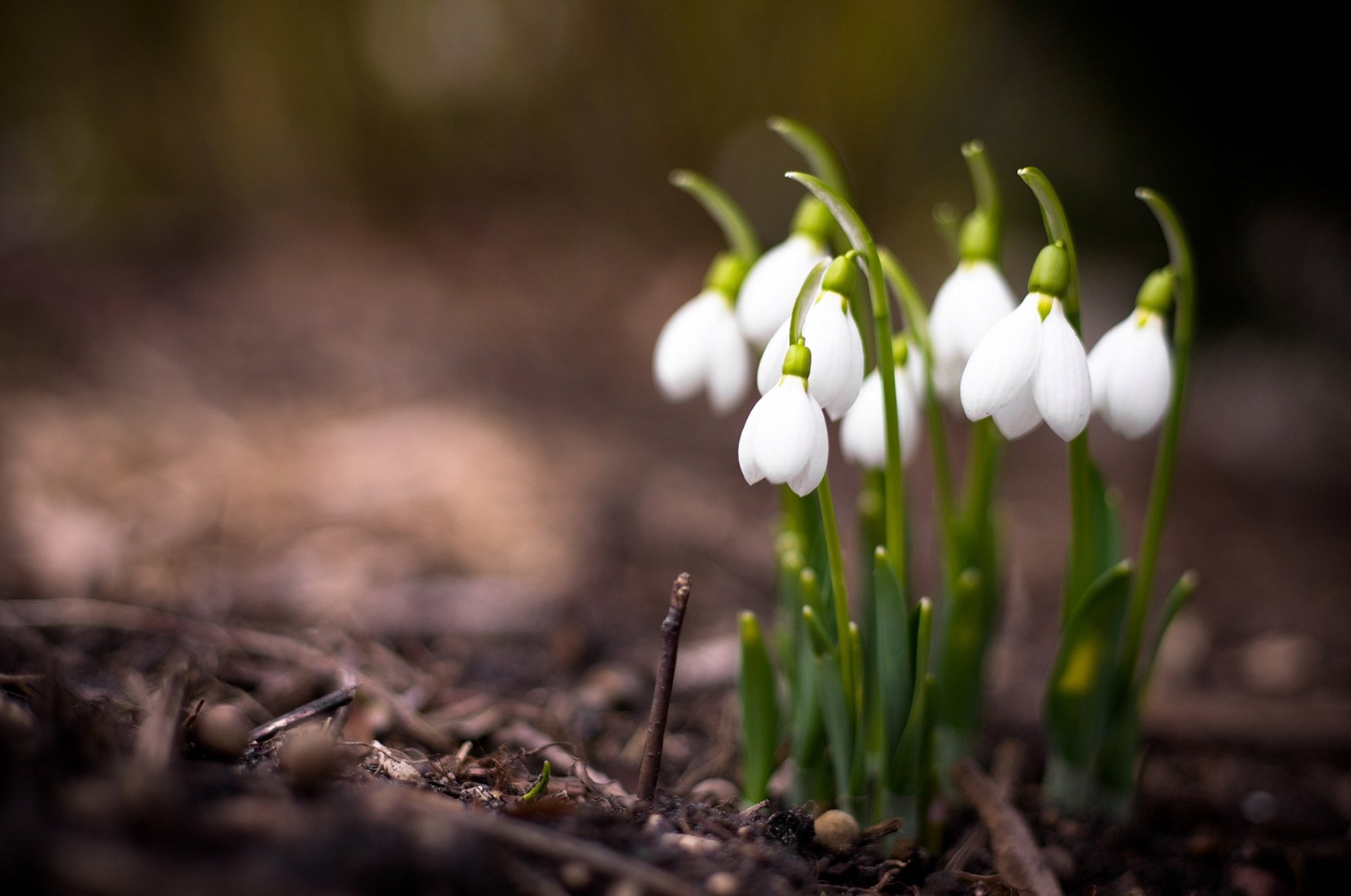 nature plantes fleurs printemps perce-neige gros plan photo