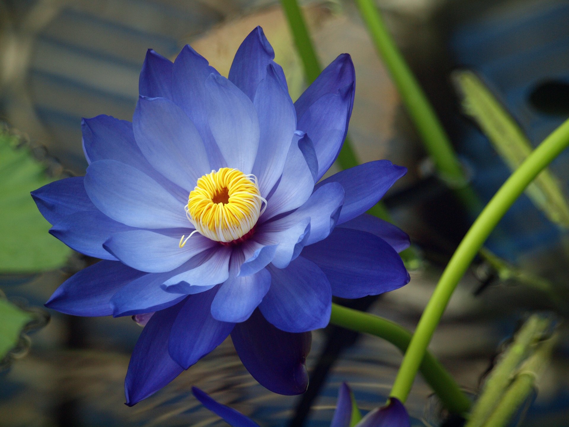 water lily lotus waterlily