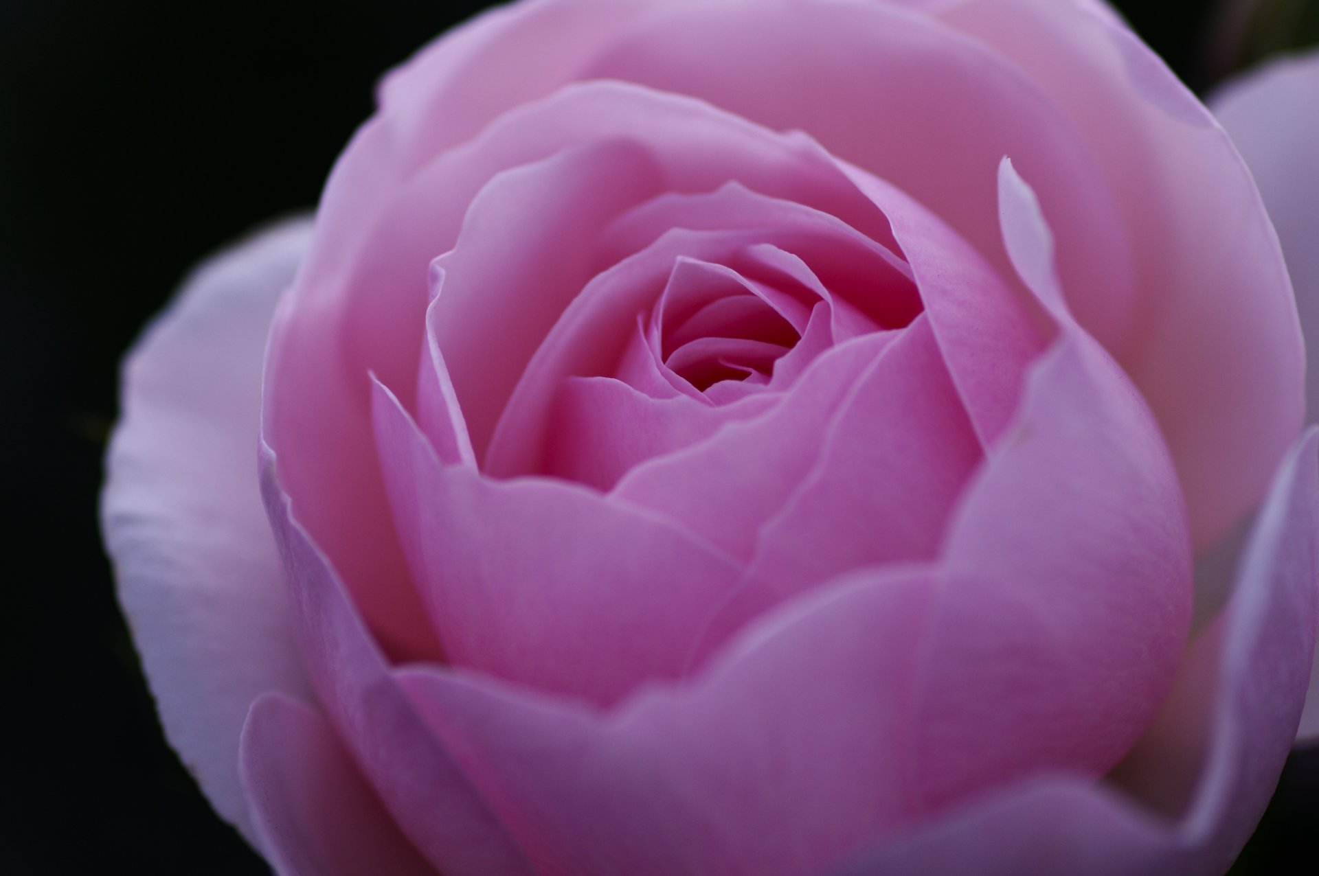 Красивые цветы крупным планом. Розовые розы. Крупные розы. Розовый бутон.