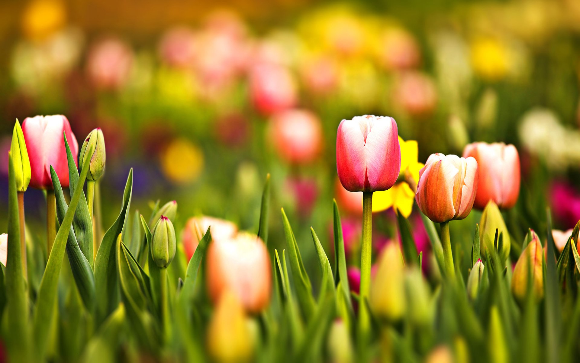 tulipany czerwony żółty zielony kwiaty makro trawa natura zieleń liście płatki ostrość las park świeżość cisza nastrój lato wiosna bokeh piękno tapeta panoramiczna tapeta panoramiczna tapeta panoramiczna kwiaty bokeh