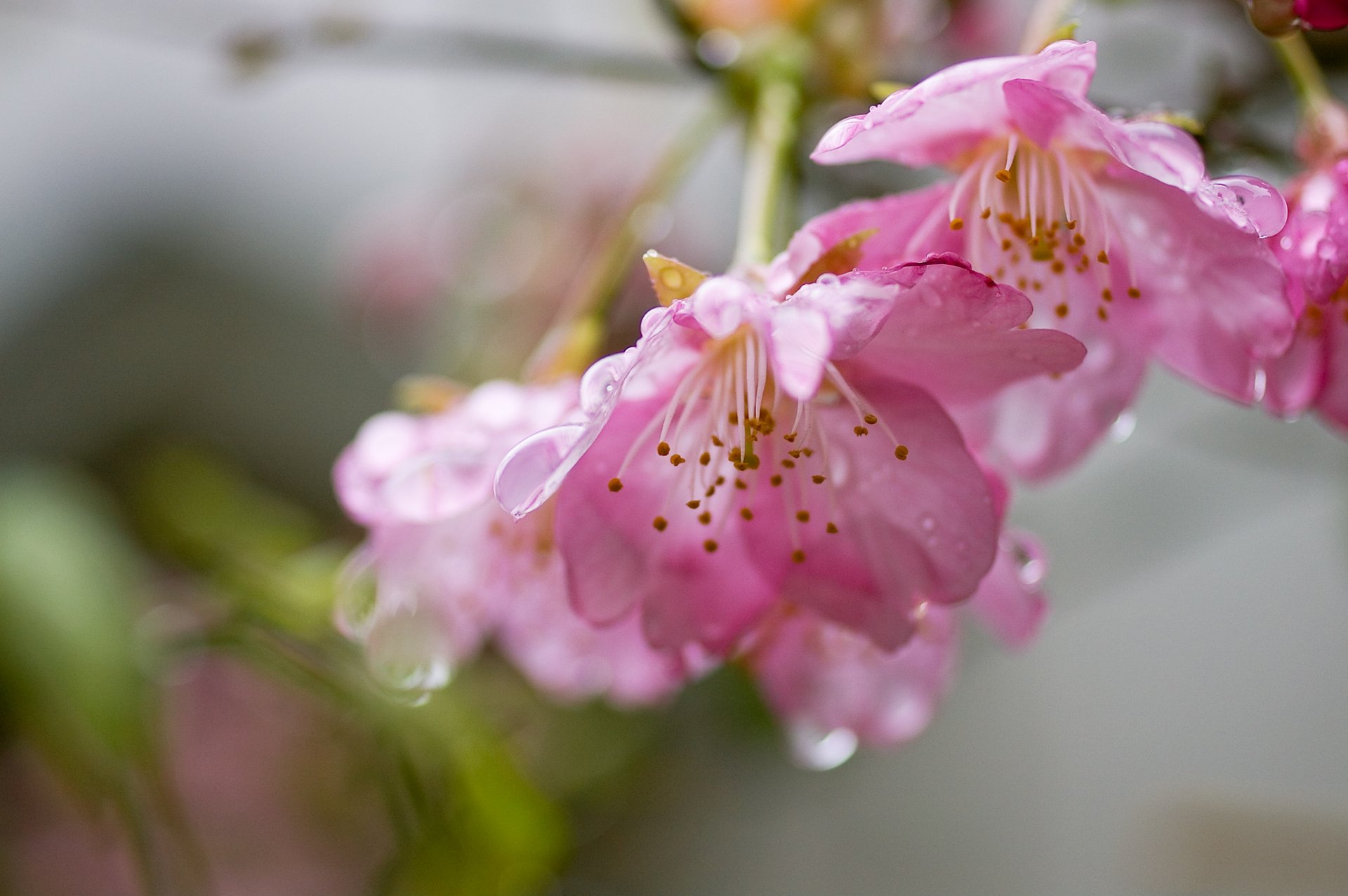 flower pink sakura cherry petals branch drops water tender freshness bloom spring