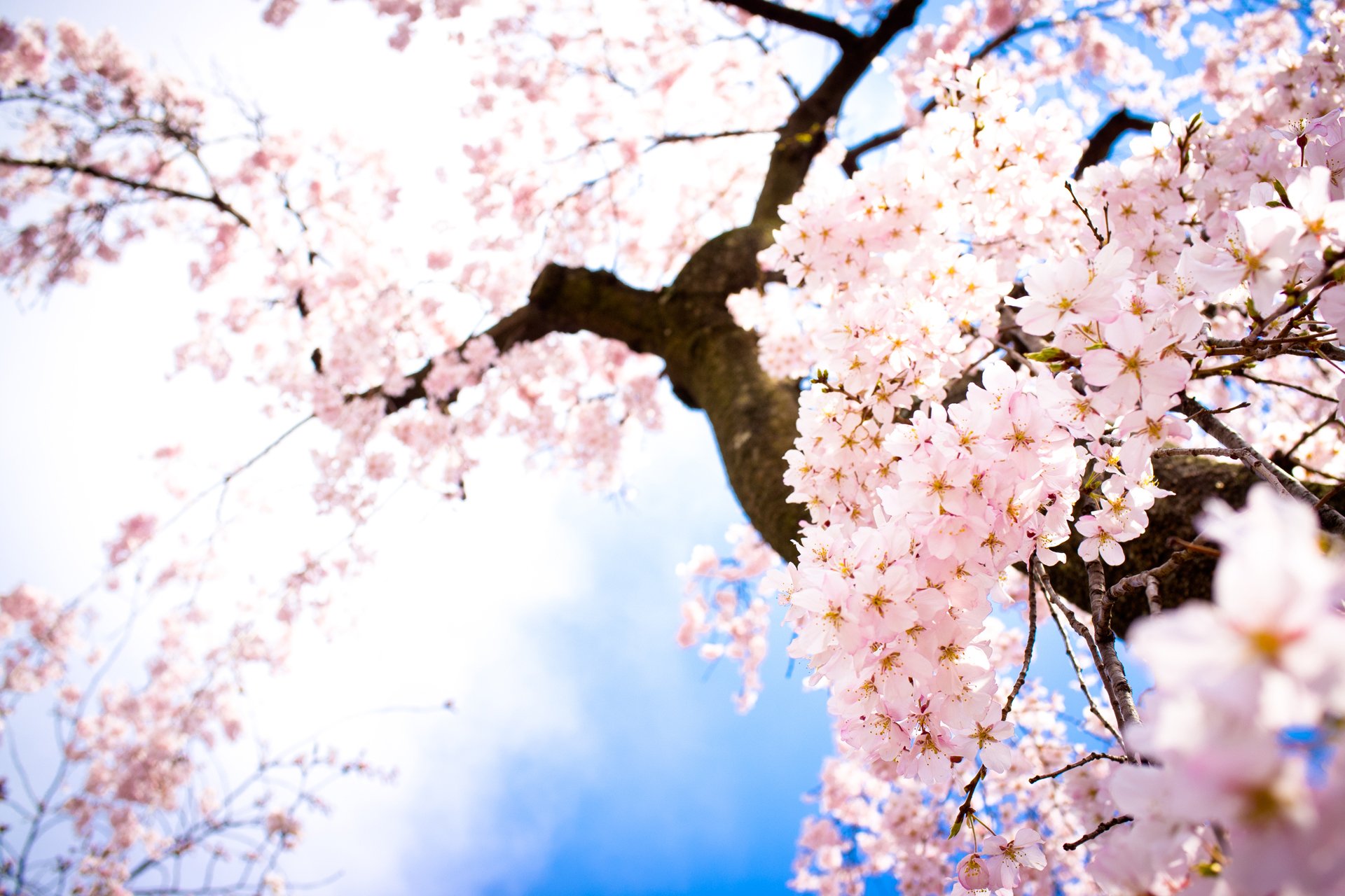 blumen frühling sakura zweige himmel