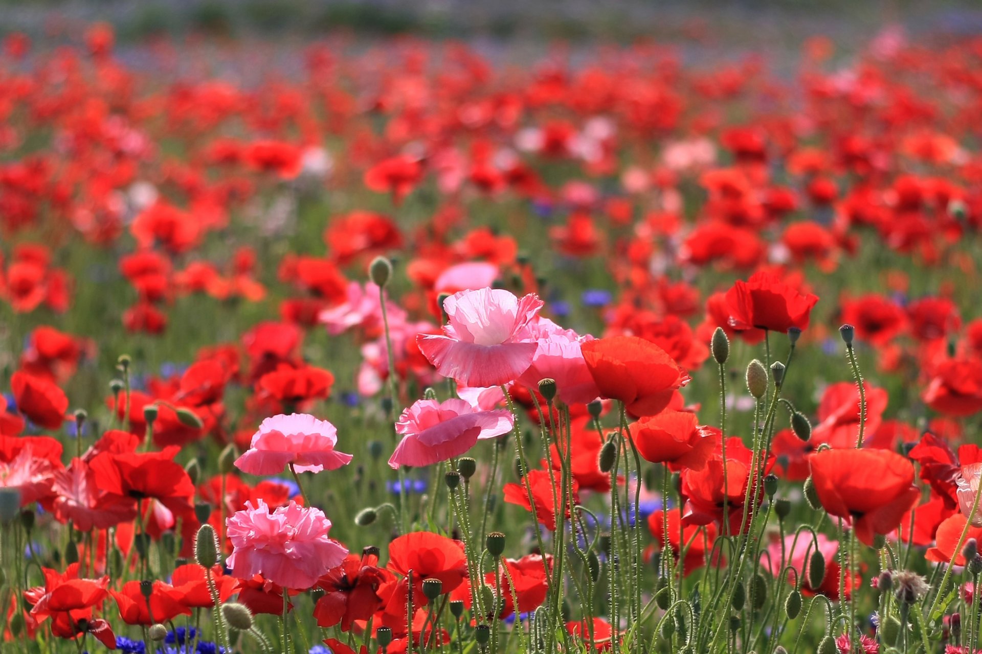 coquelicots fleurs champ rouge écarlate rose lumineux pétales tiges clairière champ été soleil lumière chaleur nature