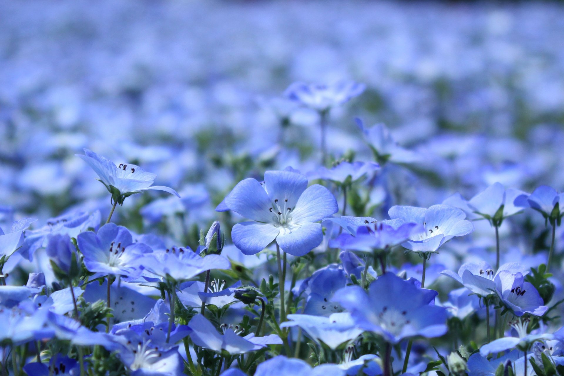 blumen blau flachs blütenblätter pflanzen lichtung sommer sonne licht natur makro