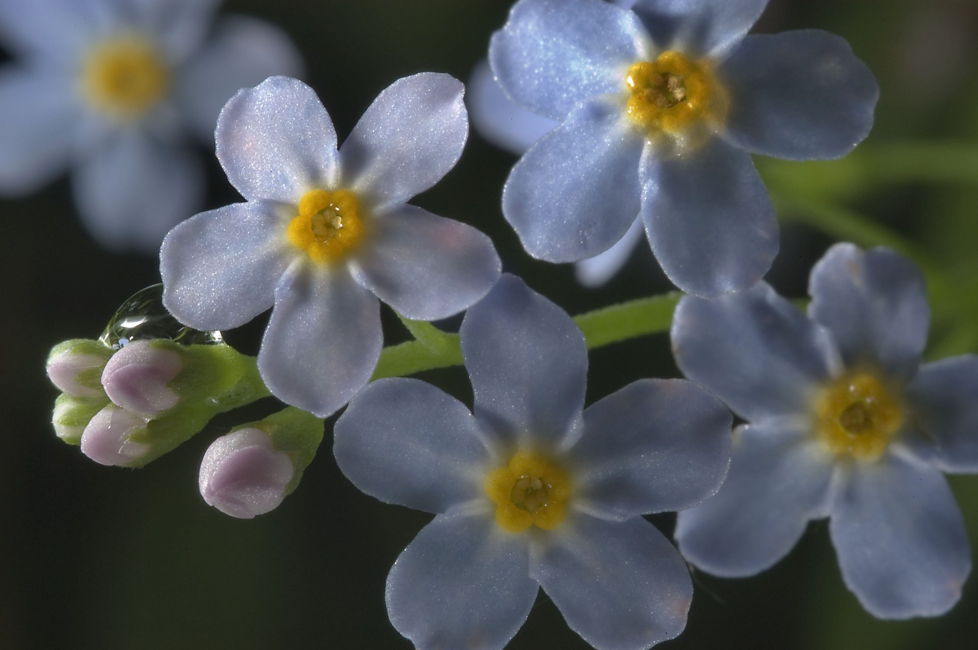 fleurs gros plan myosotis bleu goutte rosée