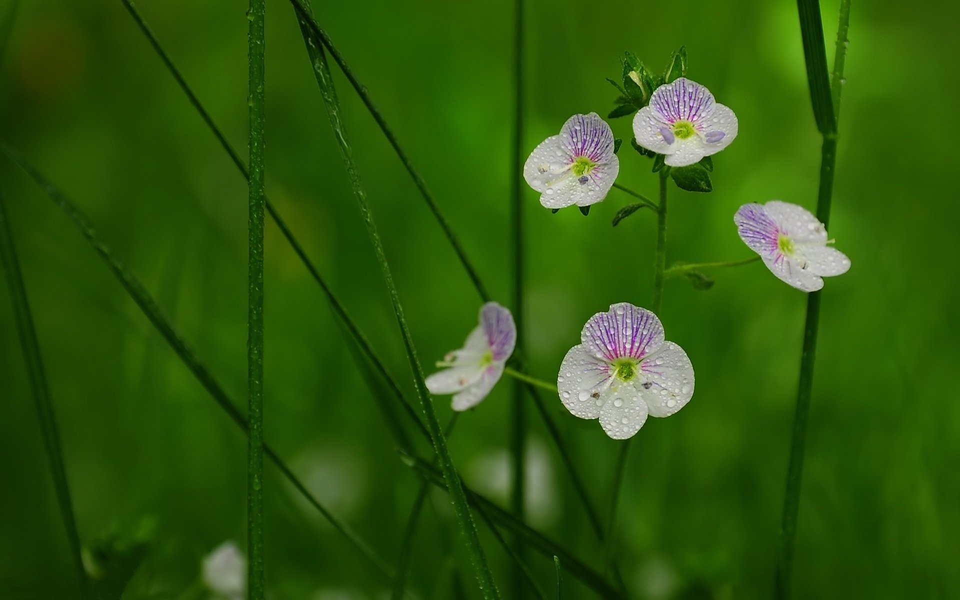 background the stem grass petals rosa drops close up