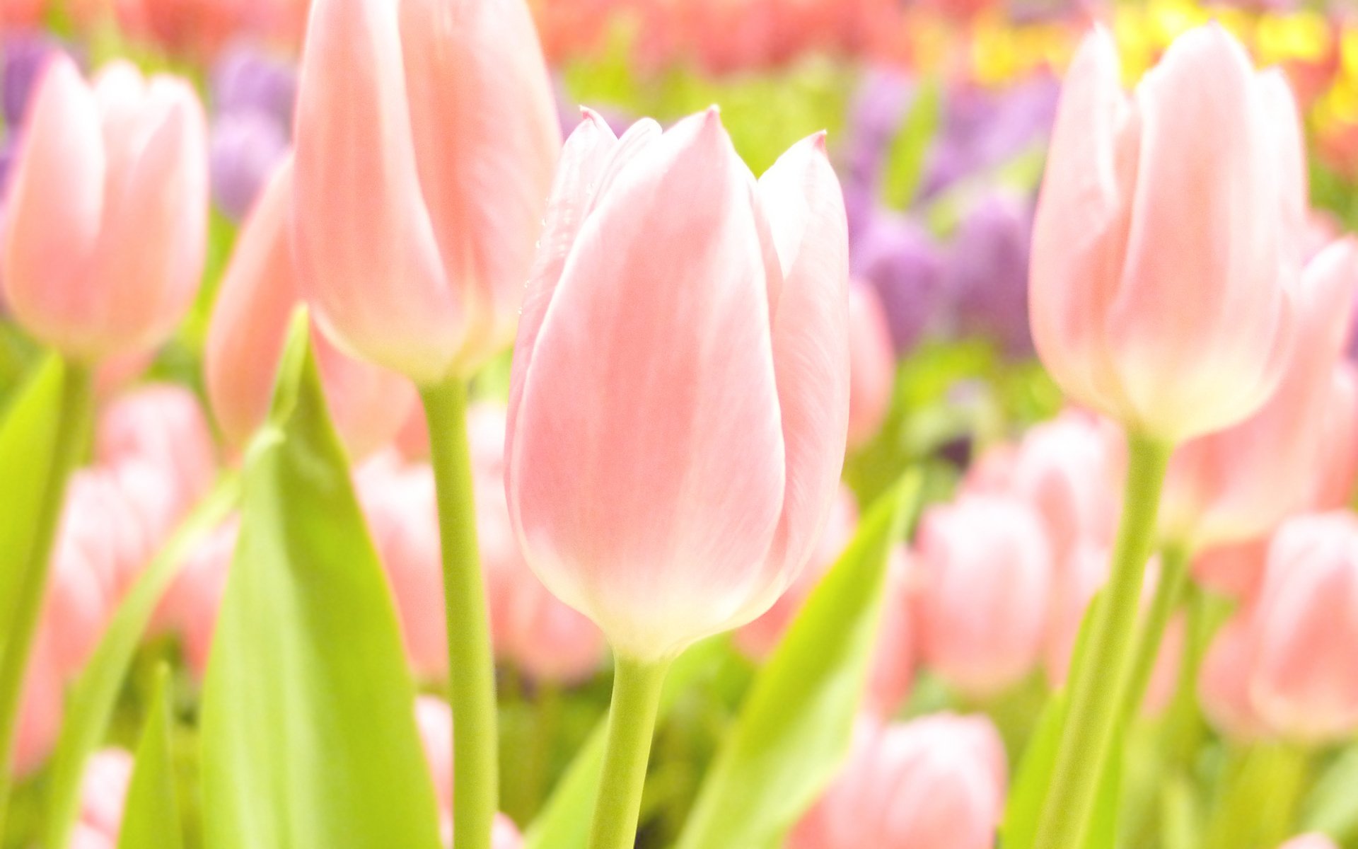 blumen sommer frühling sommer tapeten frühling tapeten tulpen fokus bokeh rosa gelb weiß zart zart tulpen hintergrundbilder bokeh fotos hintergrundbilder hintergrundbilder beste hintergrundbilder bildschirmschoner breitbild