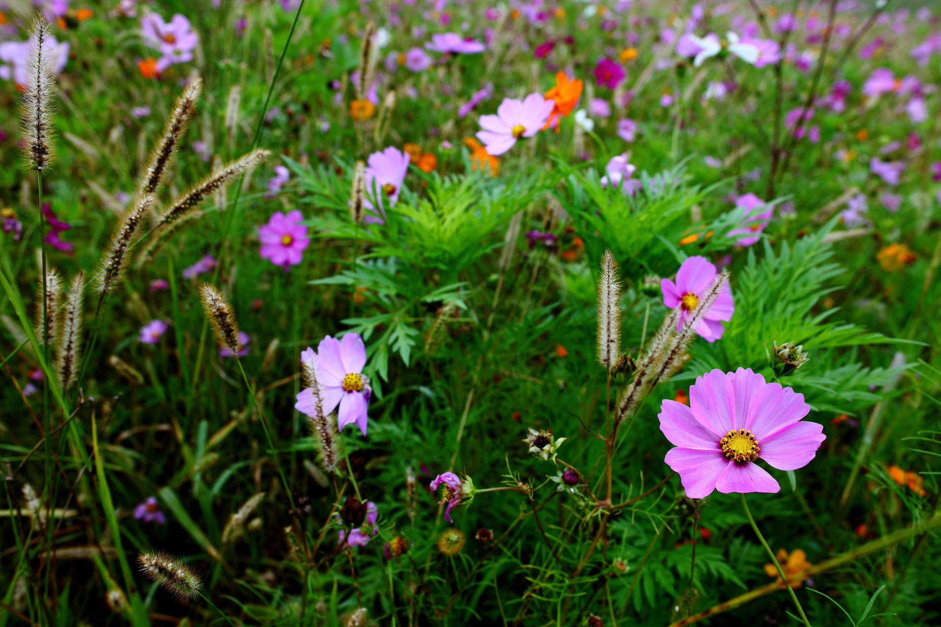 cosmea fleurs champ épillets herbe gros plan flou