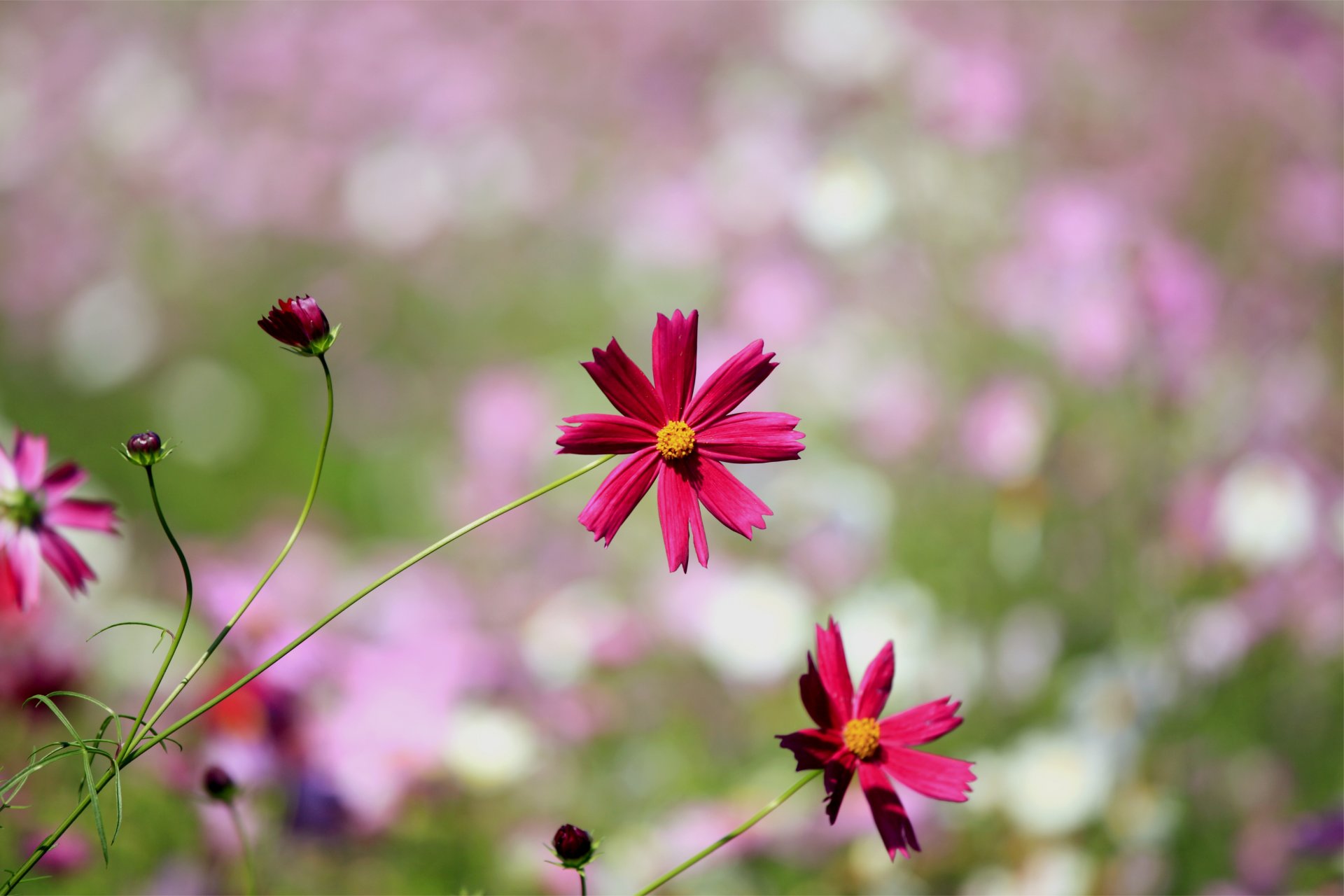 kosmea blütenblätter knospen bokeh makro unschärfe