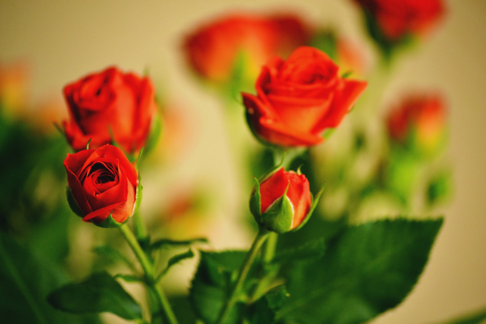 roses fleurs bouquet bourgeon feuilles