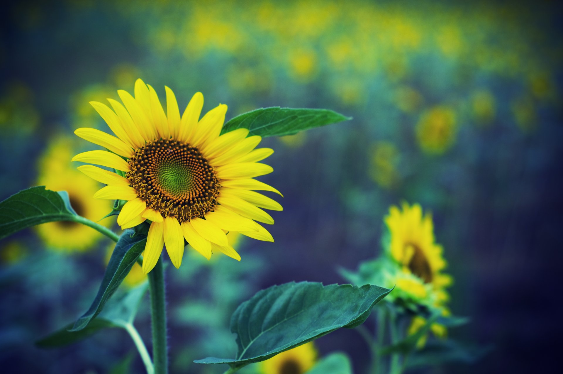 girasoli campo abbagliamento rosemouth messa a fuoco