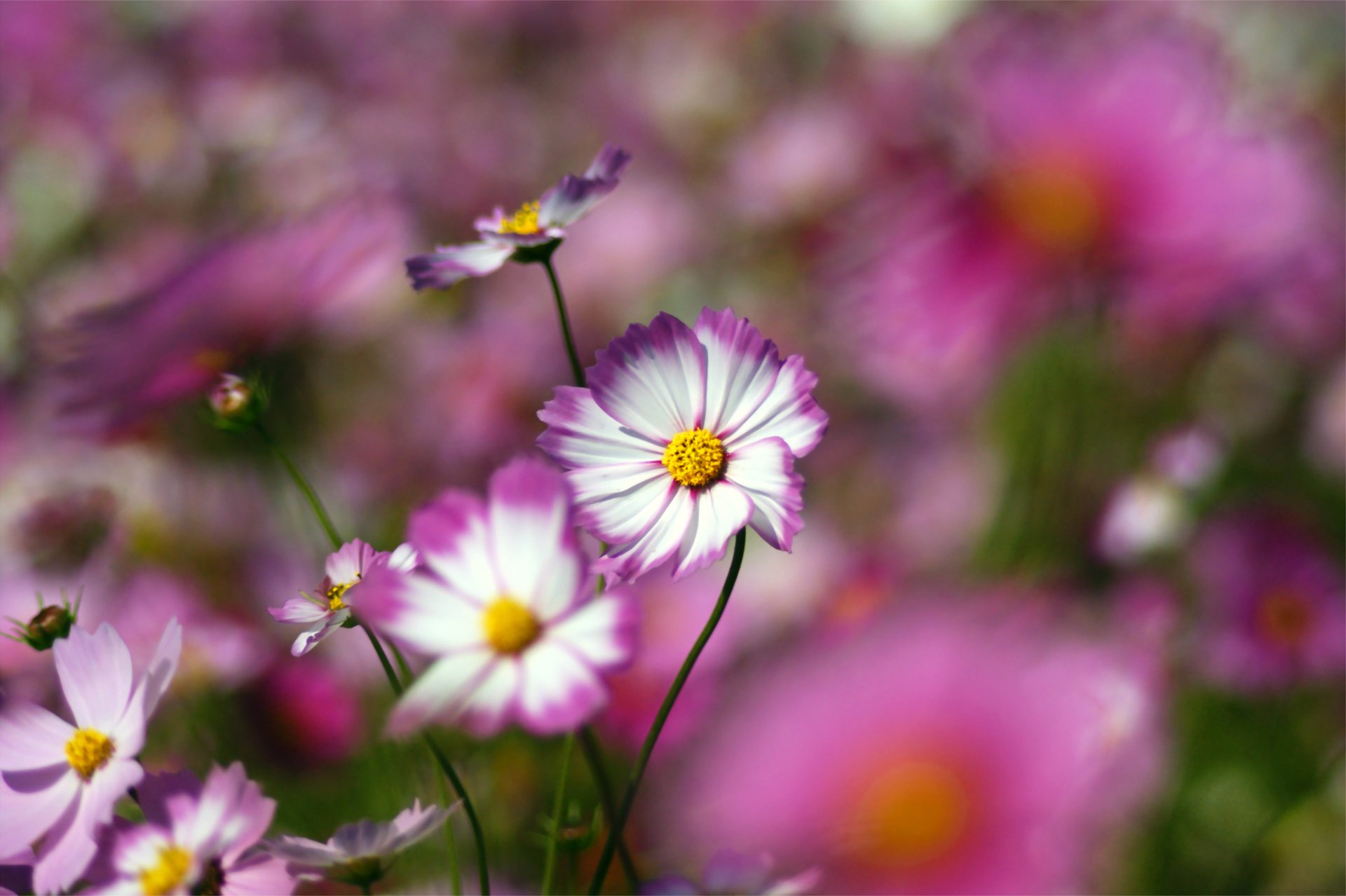 kosmeya pink white petals close up blur