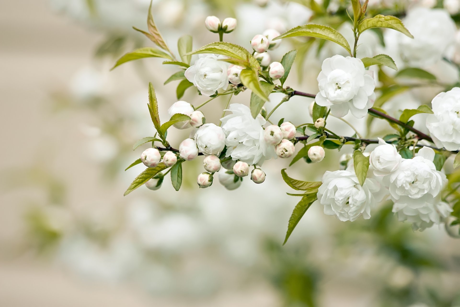 branche fleurs blanches pétales feuilles