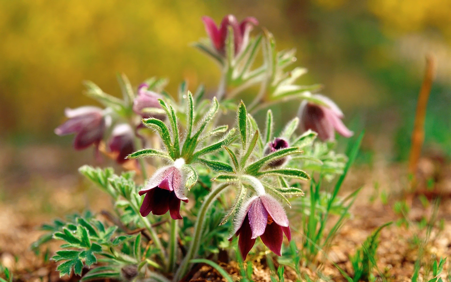 flower spring snowdrops son-grass purple land