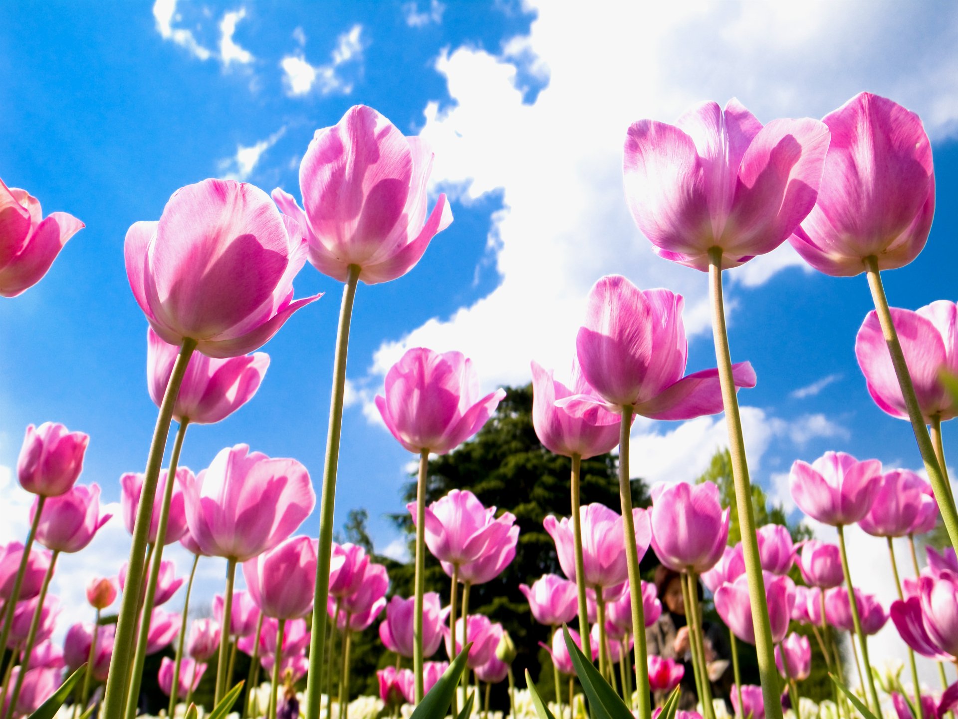 tulpen rosa blütenblätter feld blau himmel wolken