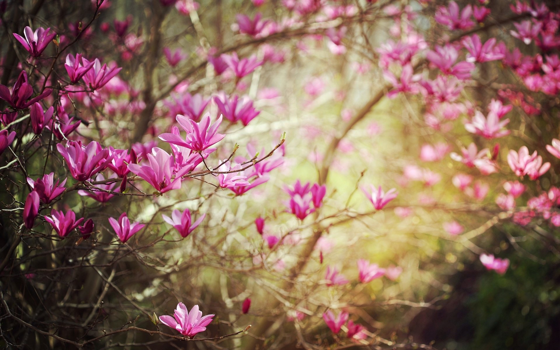 magnolia kwiaty kwiat kwitnienie gałęzie gałęzie wiosna natura