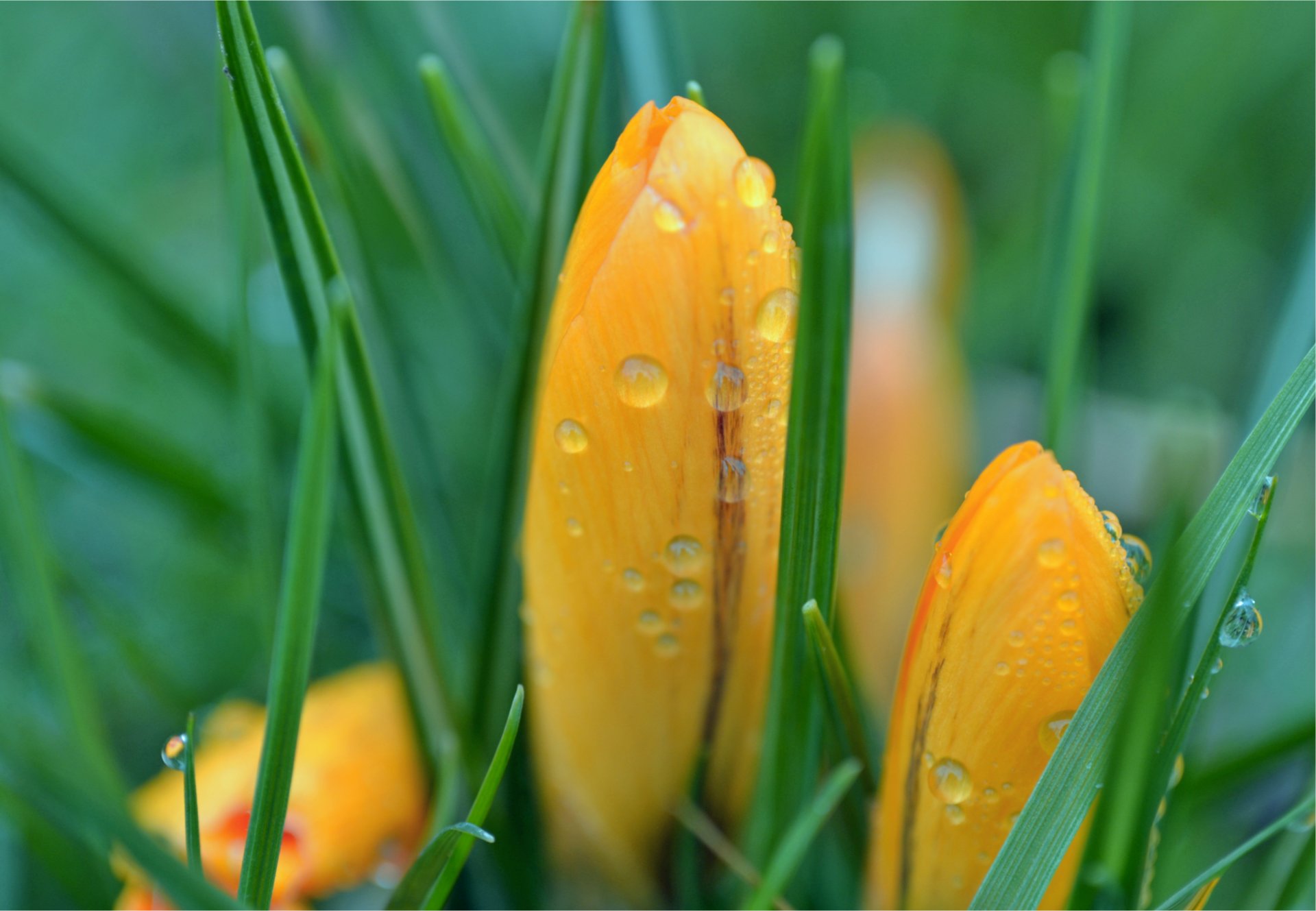 azafrán amarillo brotes verde hierba gotas después de la lluvia primavera macro desenfoque