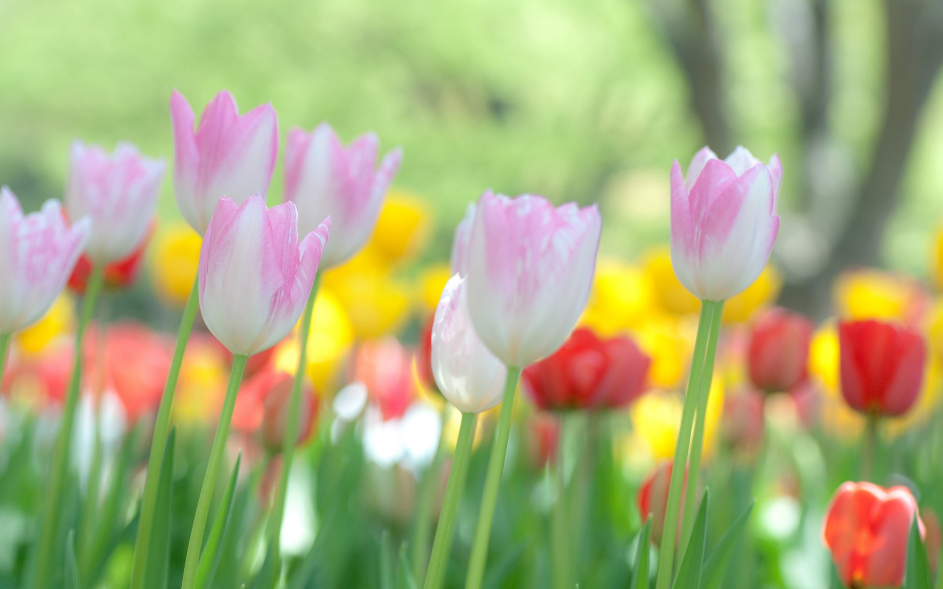 tulipani fiori messa a fuoco fiori macro natura foto macro carta da parati fiori tulipani bokeh carta da parati carta da parati migliore carta da parati screensaver per il desktop carta da parati widescreen carta da parati widescreen carta da parati widescreen salto