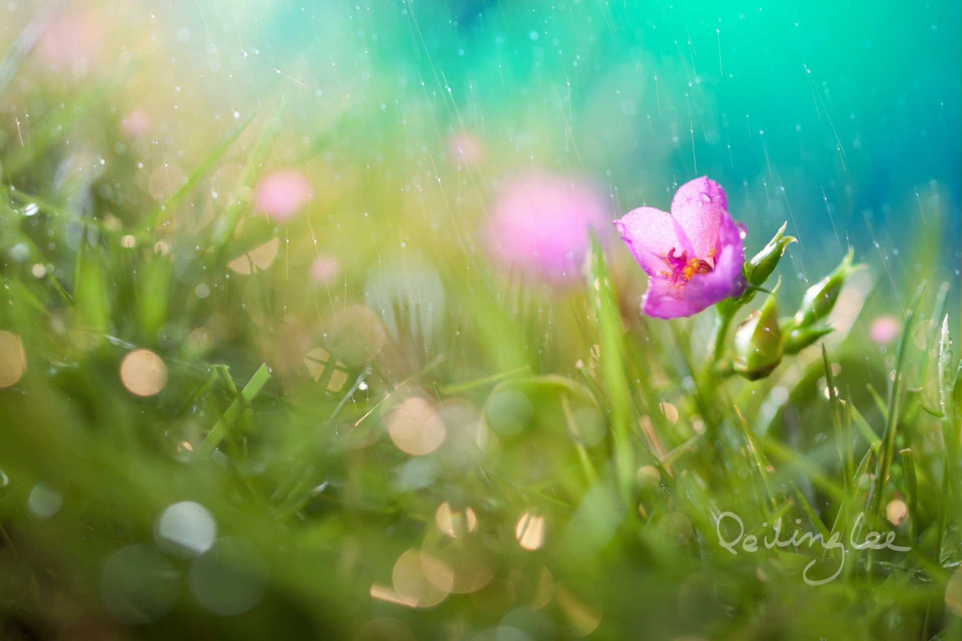 flower grass bokeh drops rain