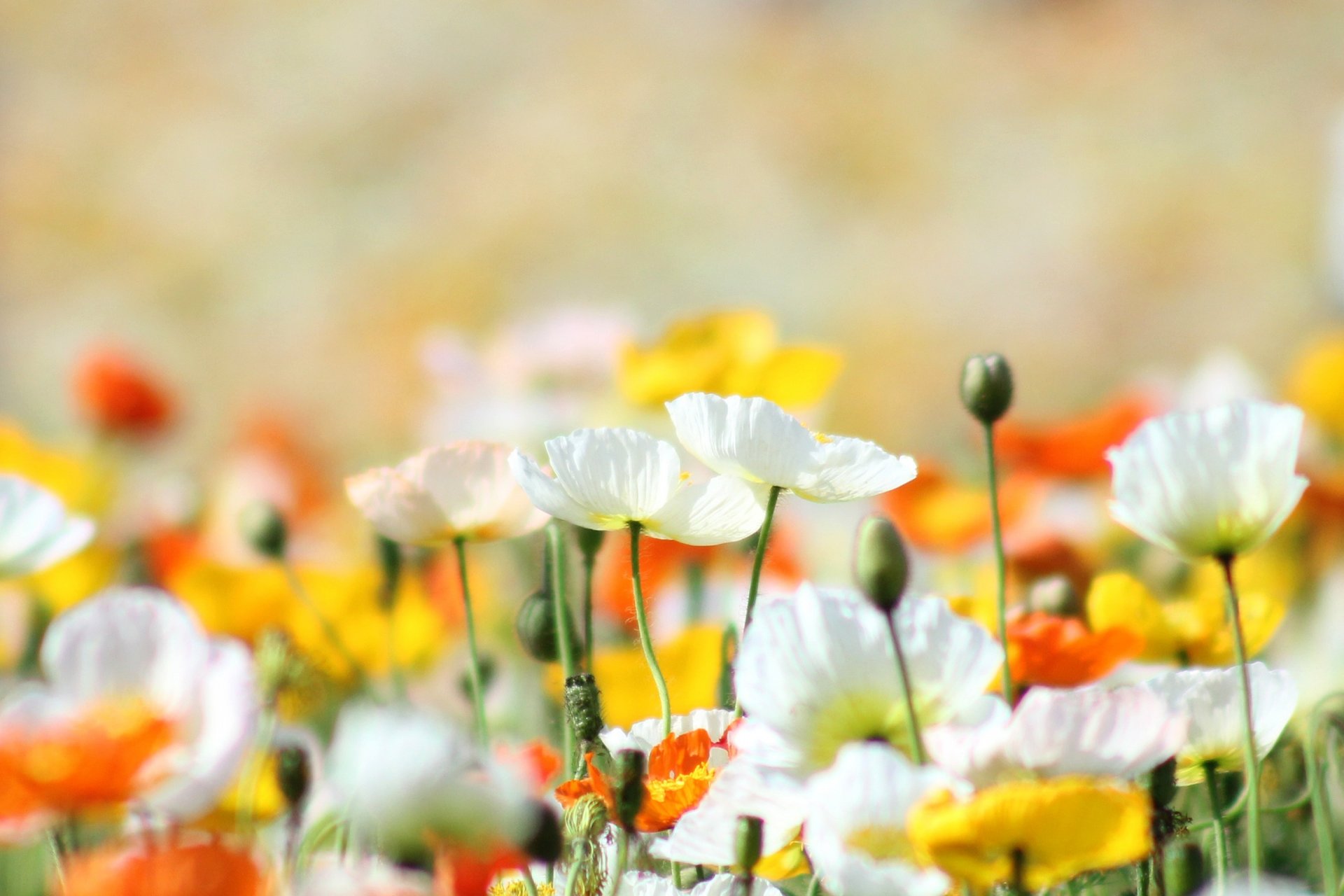 mohnblumen blumen gelb weiß orange lichtung sommer warm sonne licht hell natur