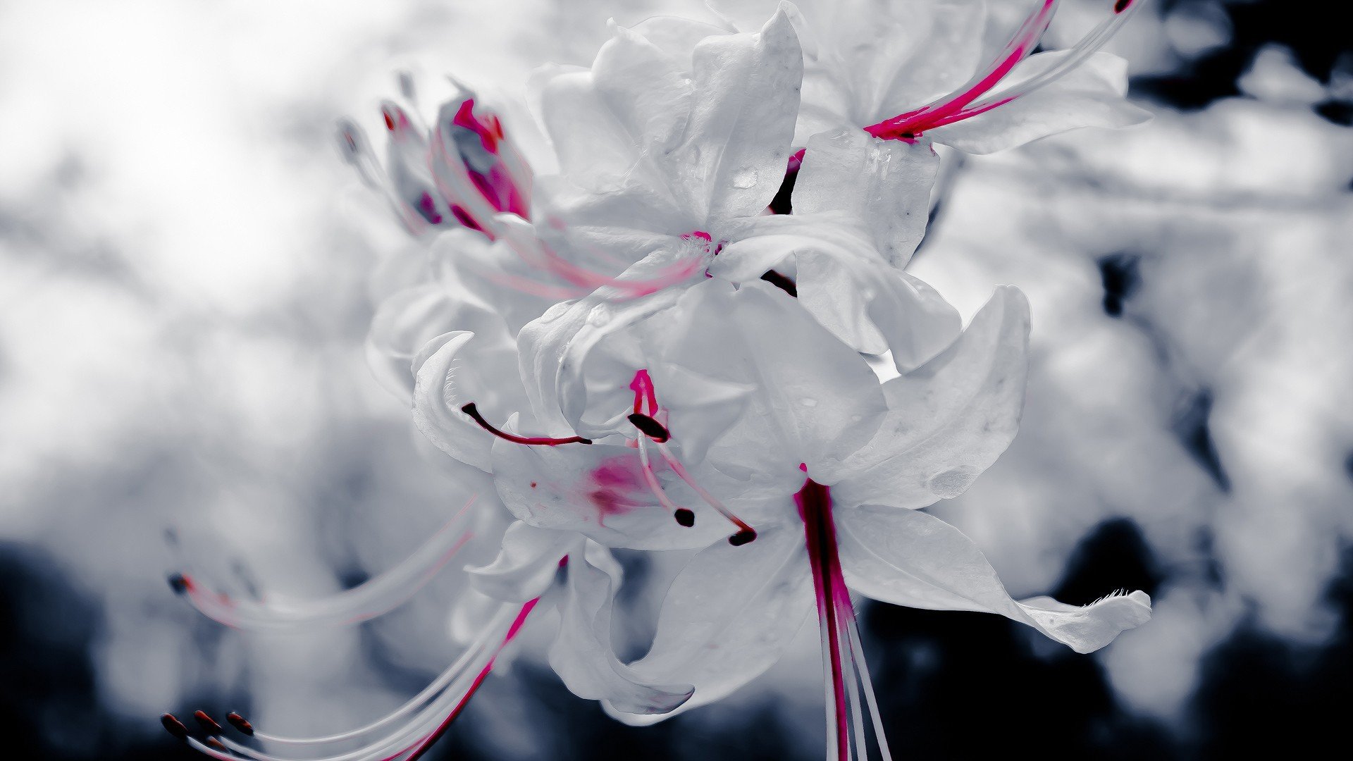 flower plant white red close up