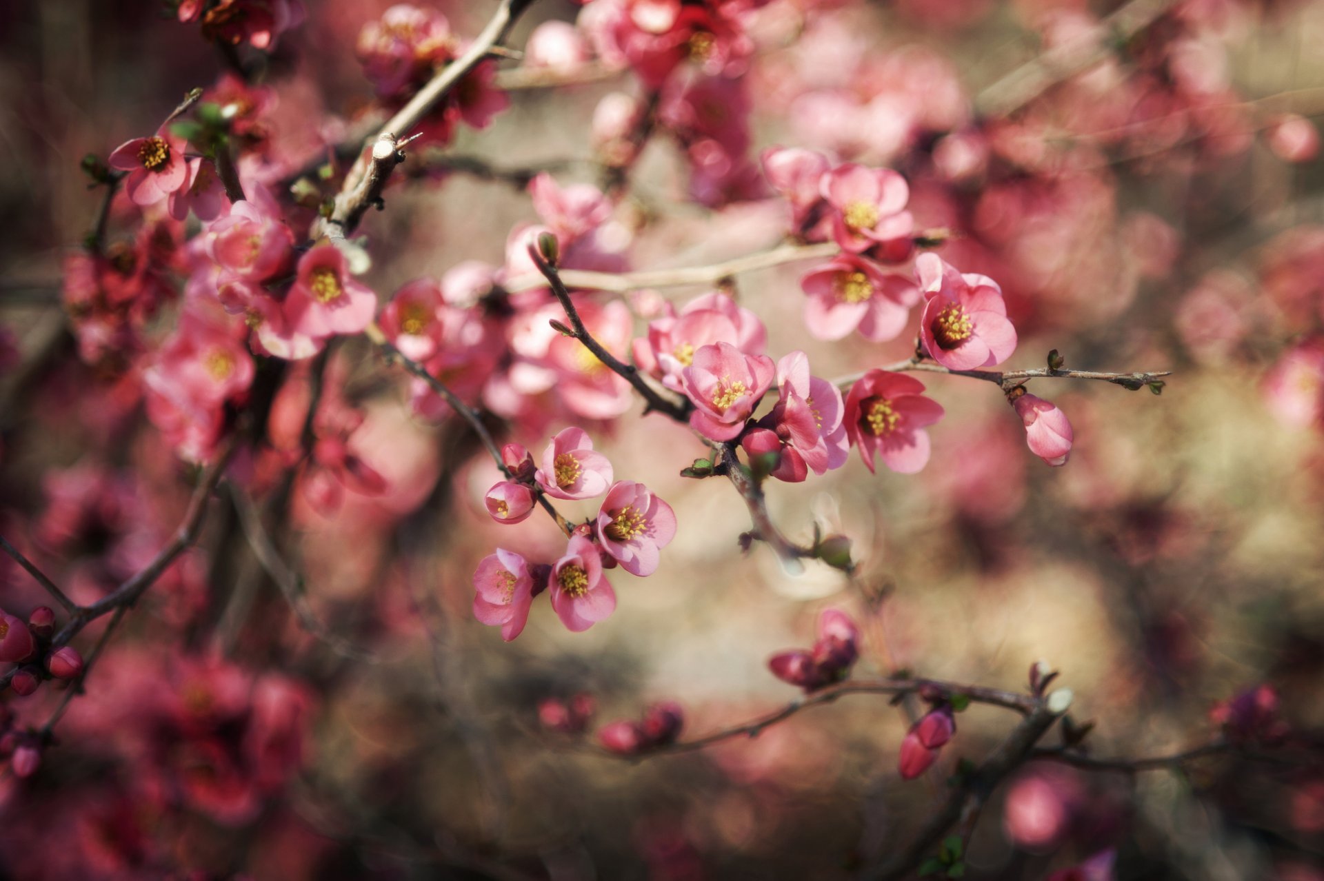 fleurs floraison branches nature plante bokeh flou