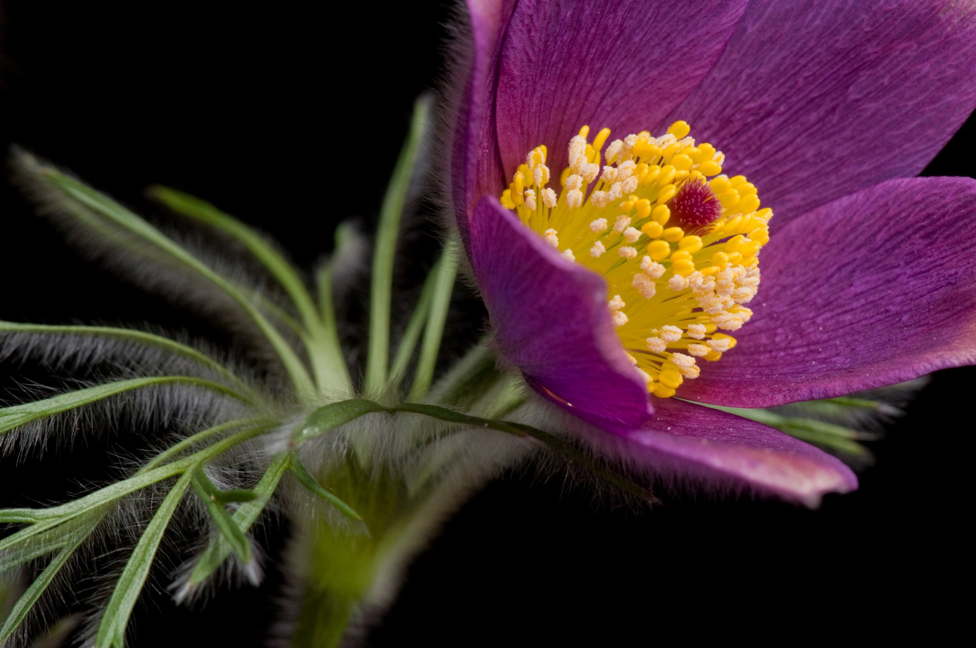 flor hierba del sueño pétalos estambres negro fondo macro